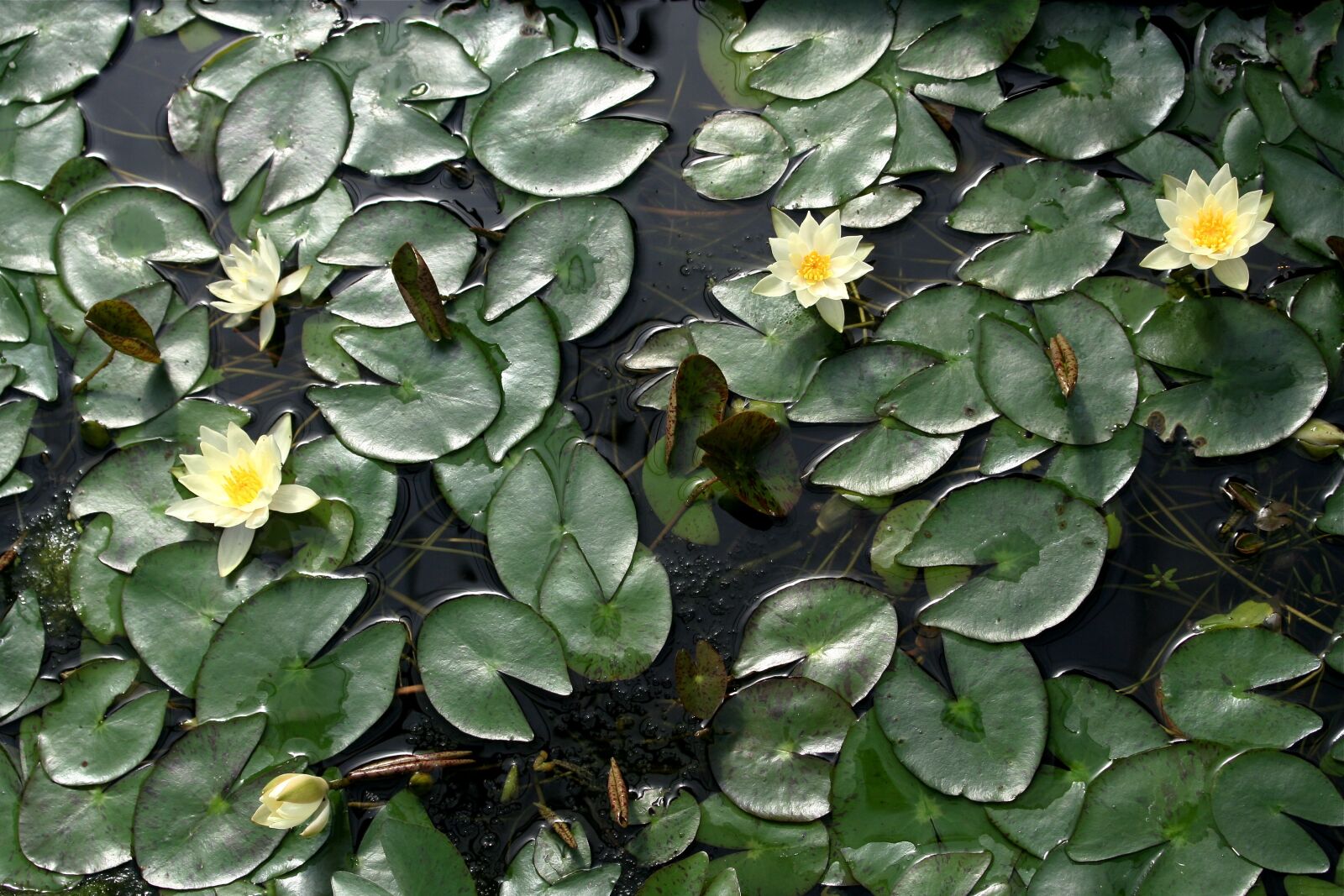 Canon EOS 350D (EOS Digital Rebel XT / EOS Kiss Digital N) sample photo. Lotus, nature, pond photography