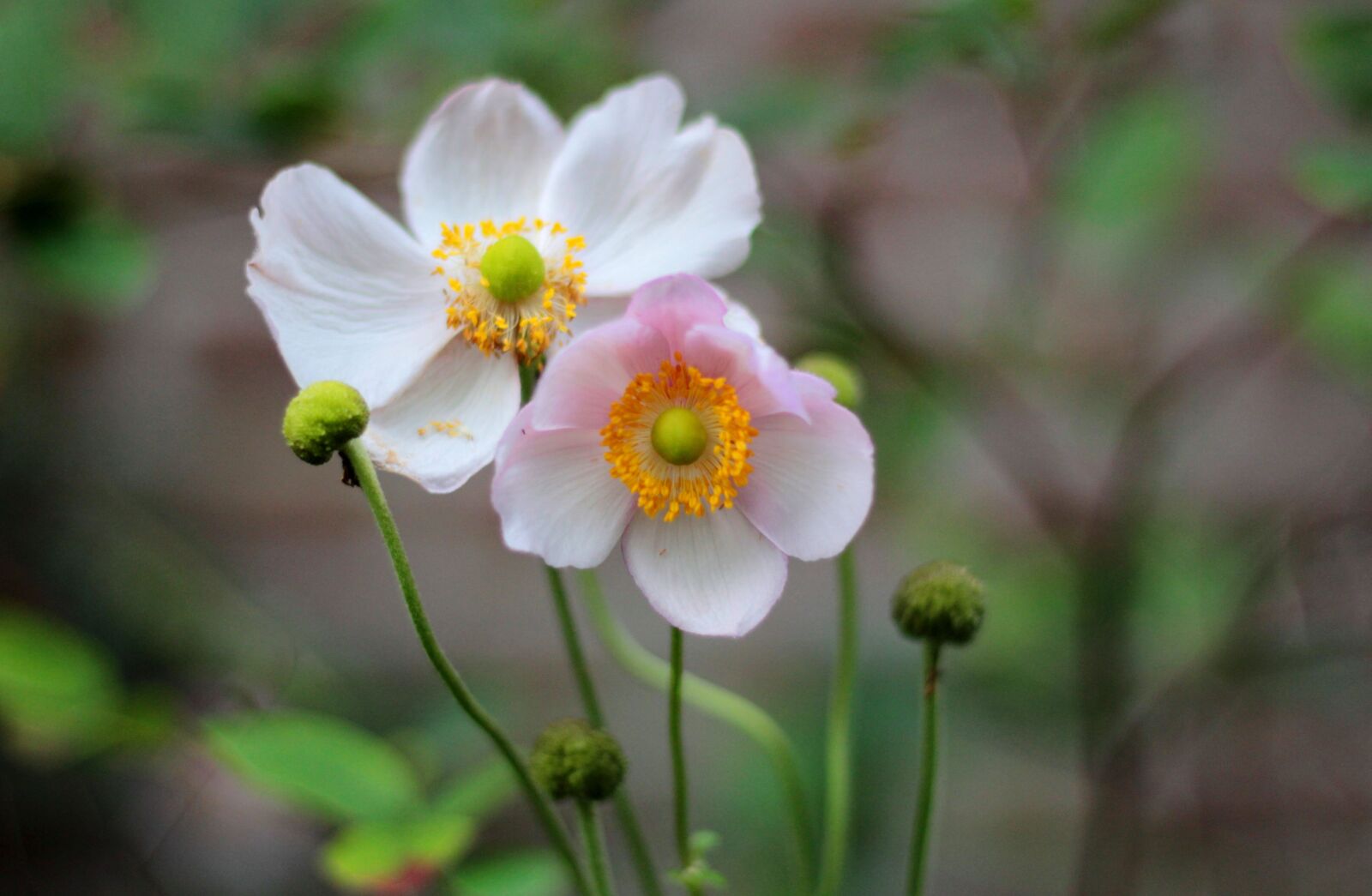 Canon EOS 600D (Rebel EOS T3i / EOS Kiss X5) sample photo. Herfstanemoon, anemone hupehensis september photography