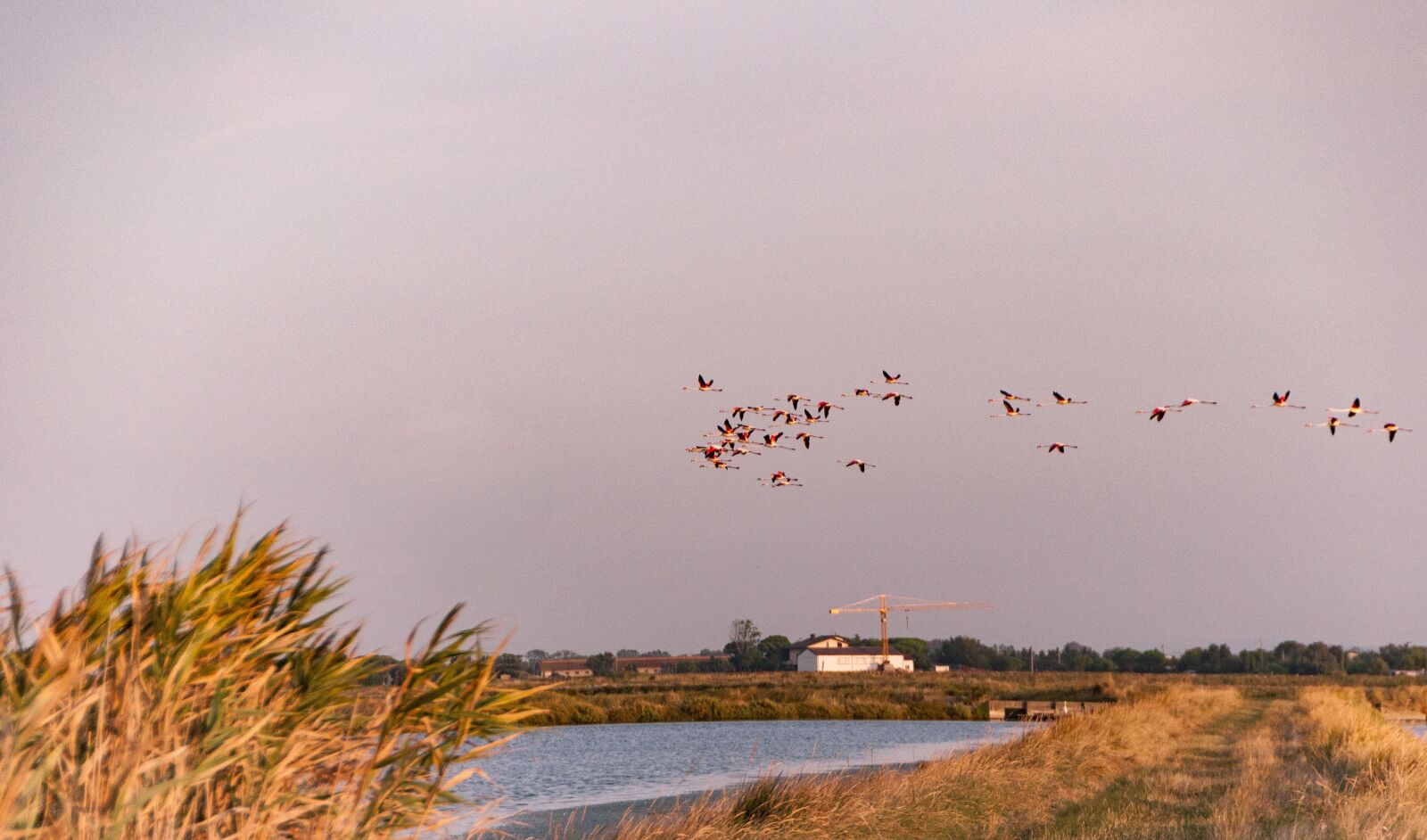 Nikon D90 sample photo. Cervia, saline, flamingos photography