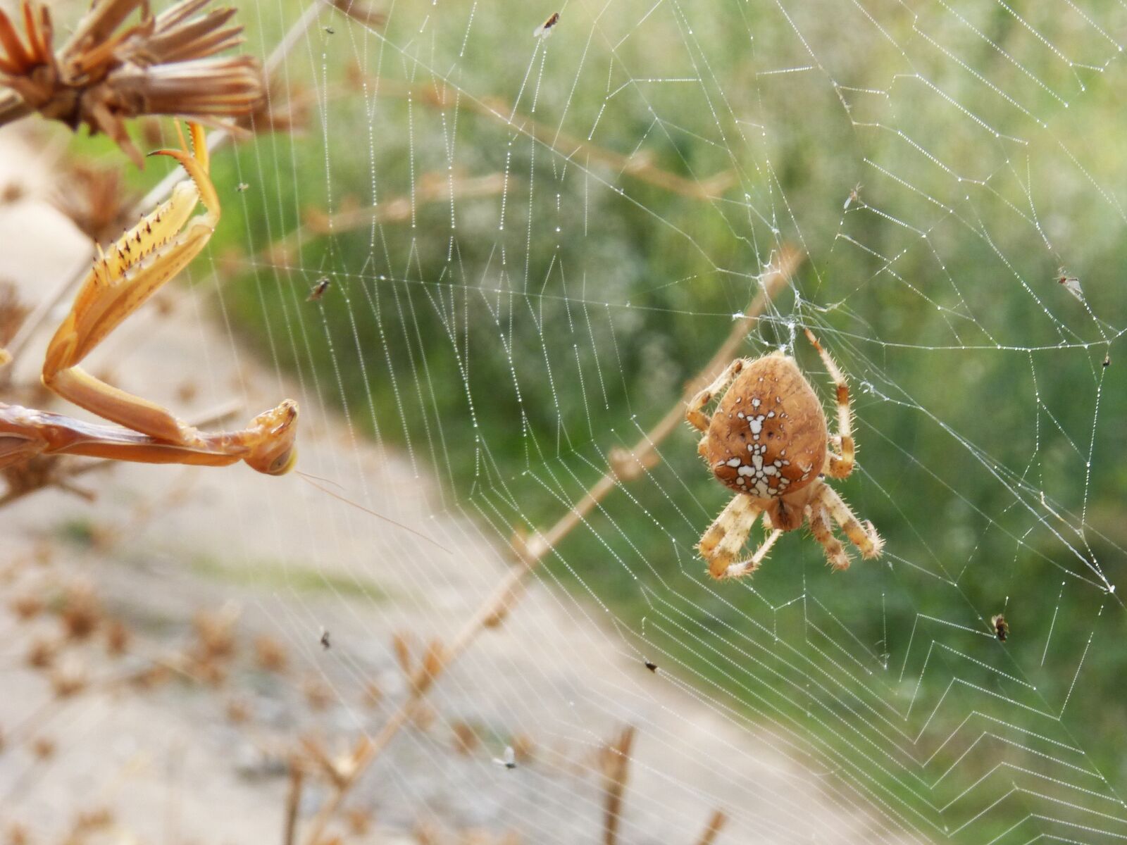 Panasonic DMC-FZ62 sample photo. Spider, mantis, web photography