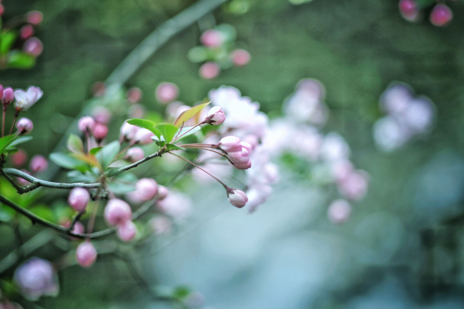 Canon EOS 6D sample photo. Begonia flower, spring, blur photography