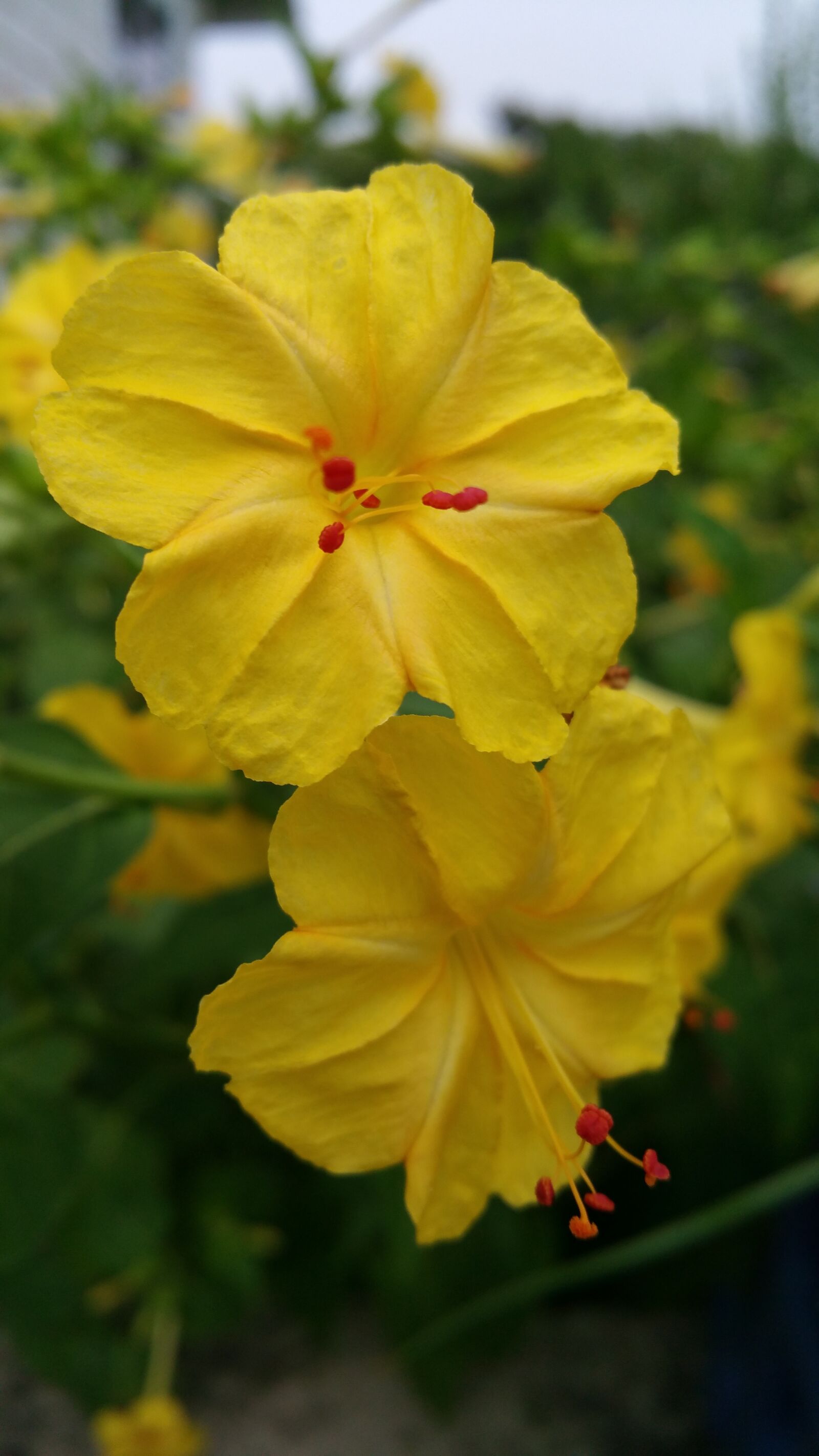 Samsung Galaxy Note4 sample photo. Yellow flowers, flower's, red photography