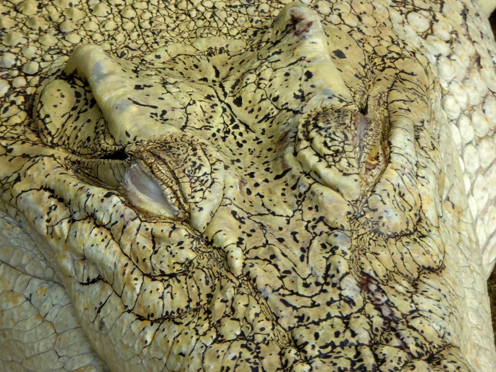 Panasonic DMC-TZ61 sample photo. Crocodile, albino, white photography