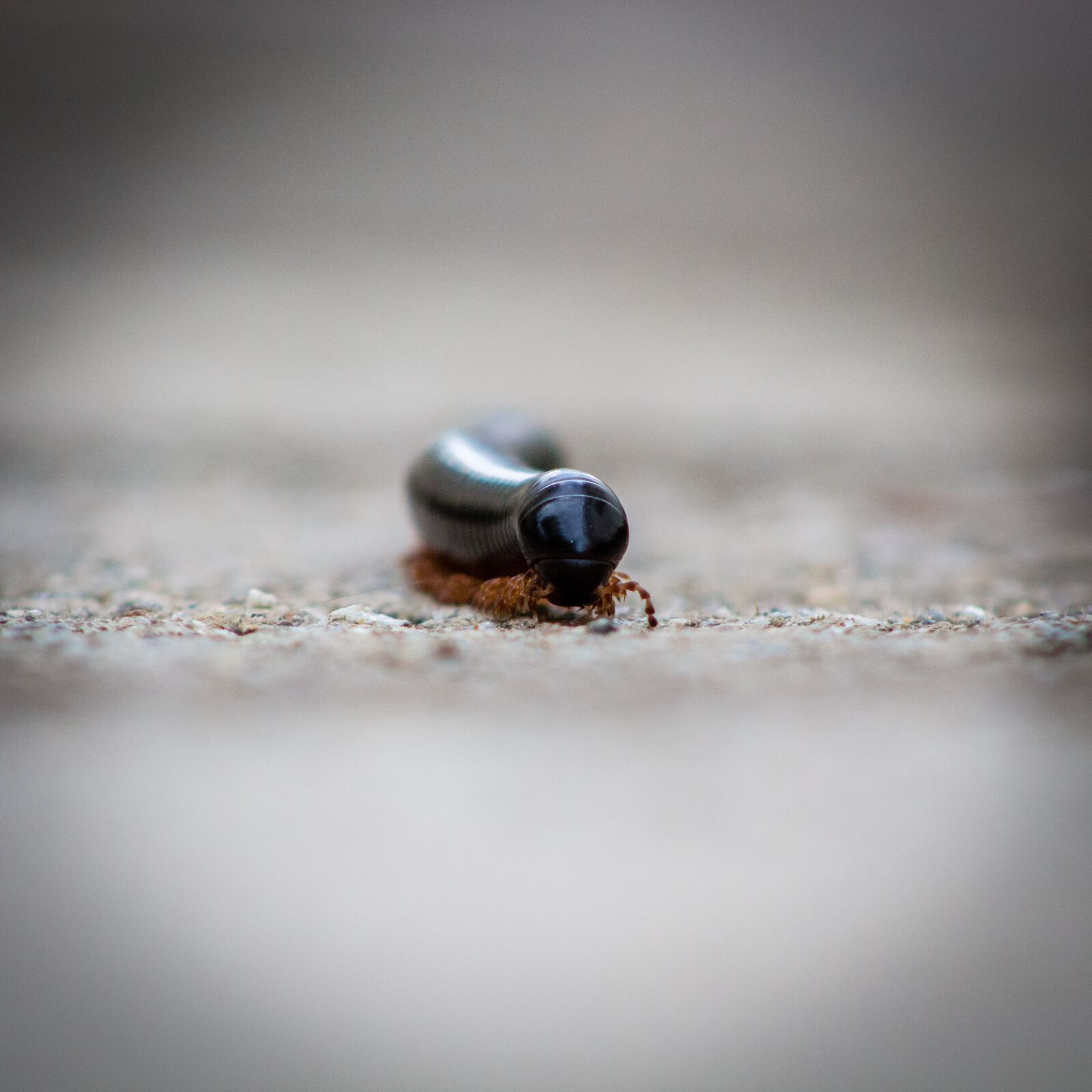 Canon EOS 700D (EOS Rebel T5i / EOS Kiss X7i) + Canon EF 75-300mm f/4-5.6 sample photo. Millipede, small, rains photography