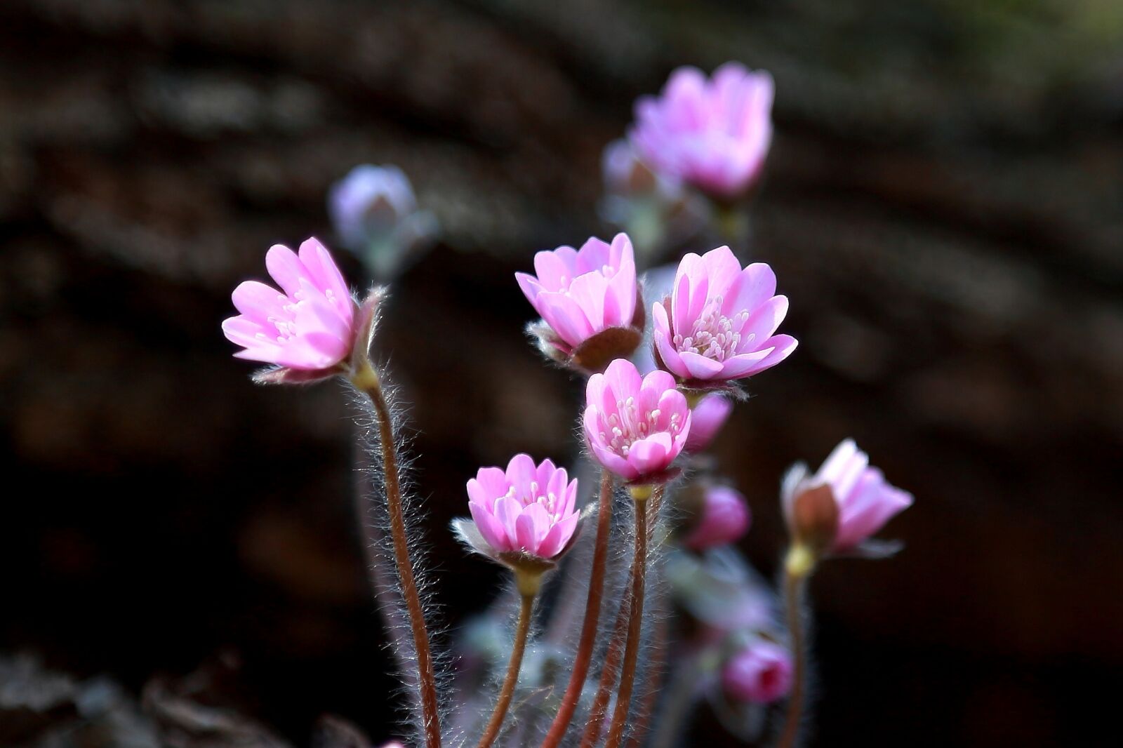 Canon EF 24-105mm F4L IS USM sample photo. Flowers, nature, plants photography