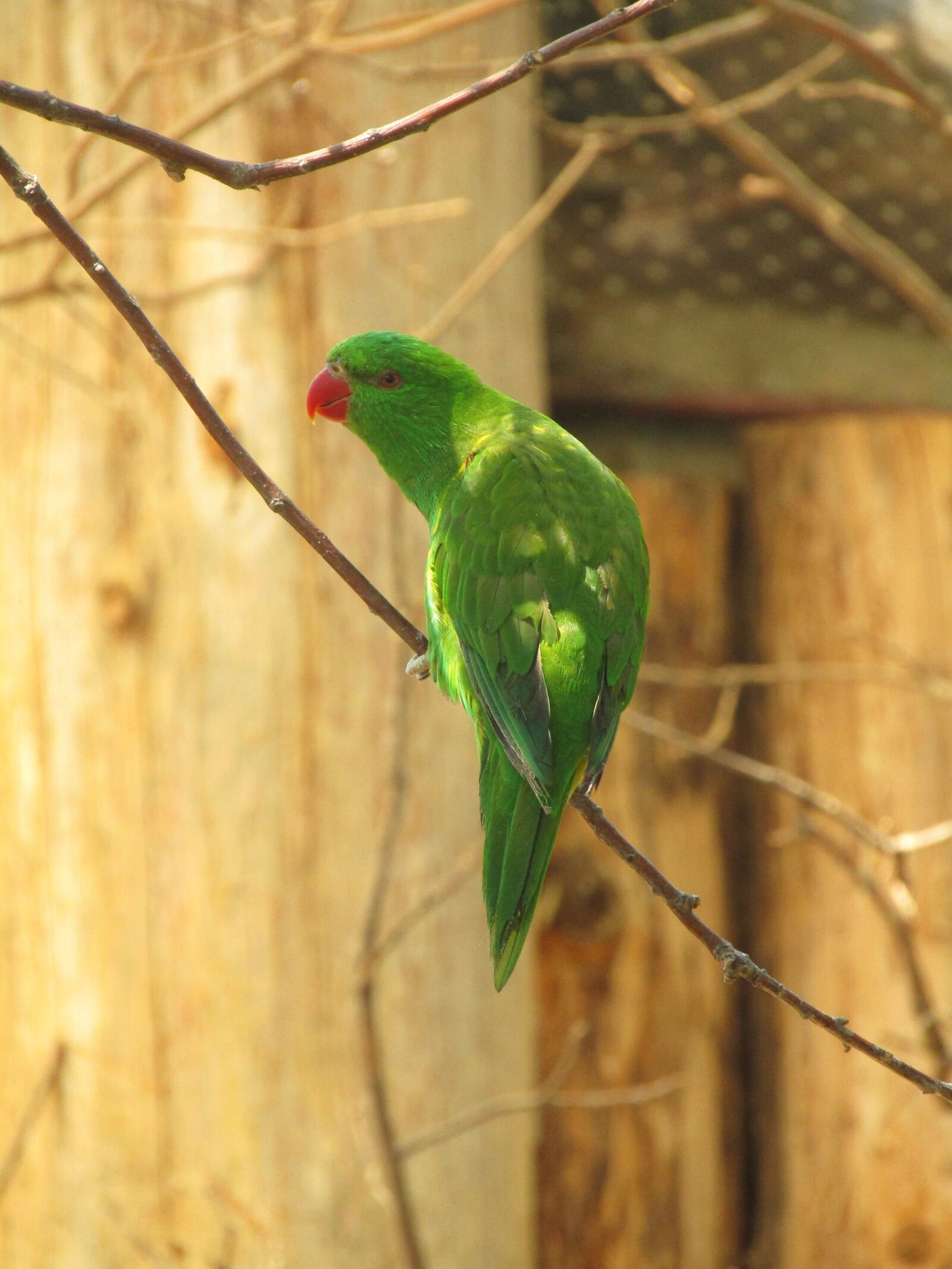 Canon PowerShot SX410 IS sample photo. Parrot, green, green bird photography