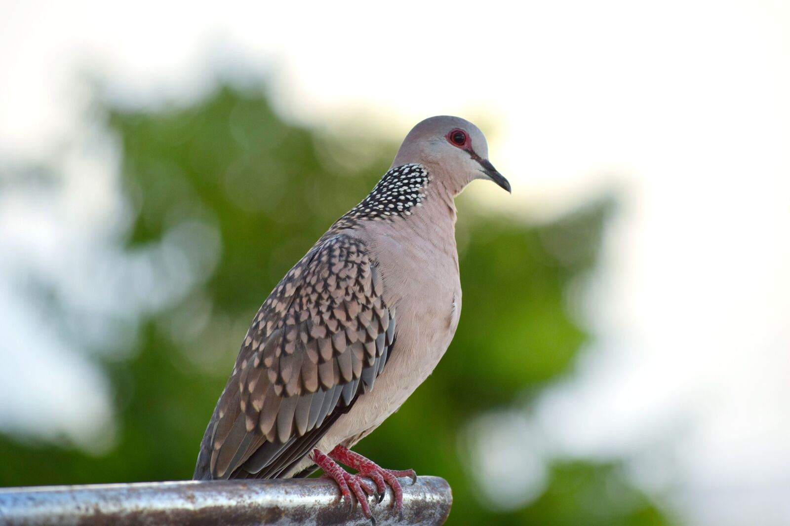 Nikon D5300 sample photo. Nature, bird, wildlife photography