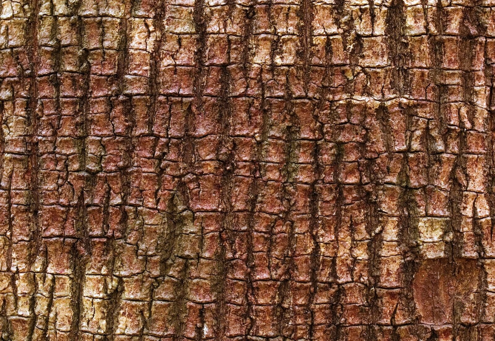 Pentax K110D sample photo. Bark, tree, mastic photography