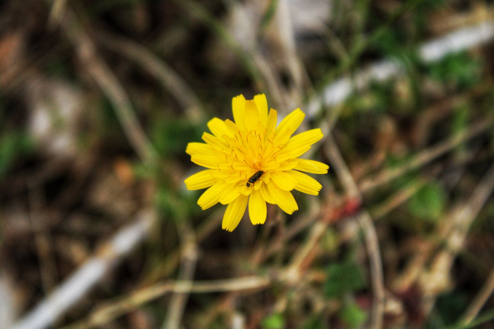 Canon EOS 2000D (EOS Rebel T7 / EOS Kiss X90 / EOS 1500D) sample photo. Flower, nature, garden photography