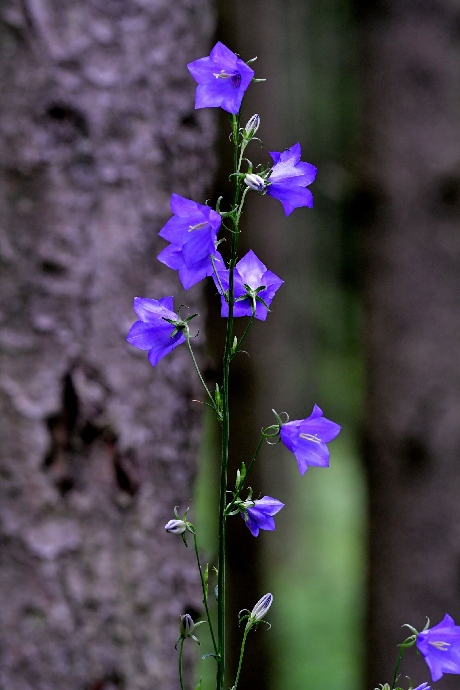 Nikon D500 sample photo. Flower, bellflower, campanula photography