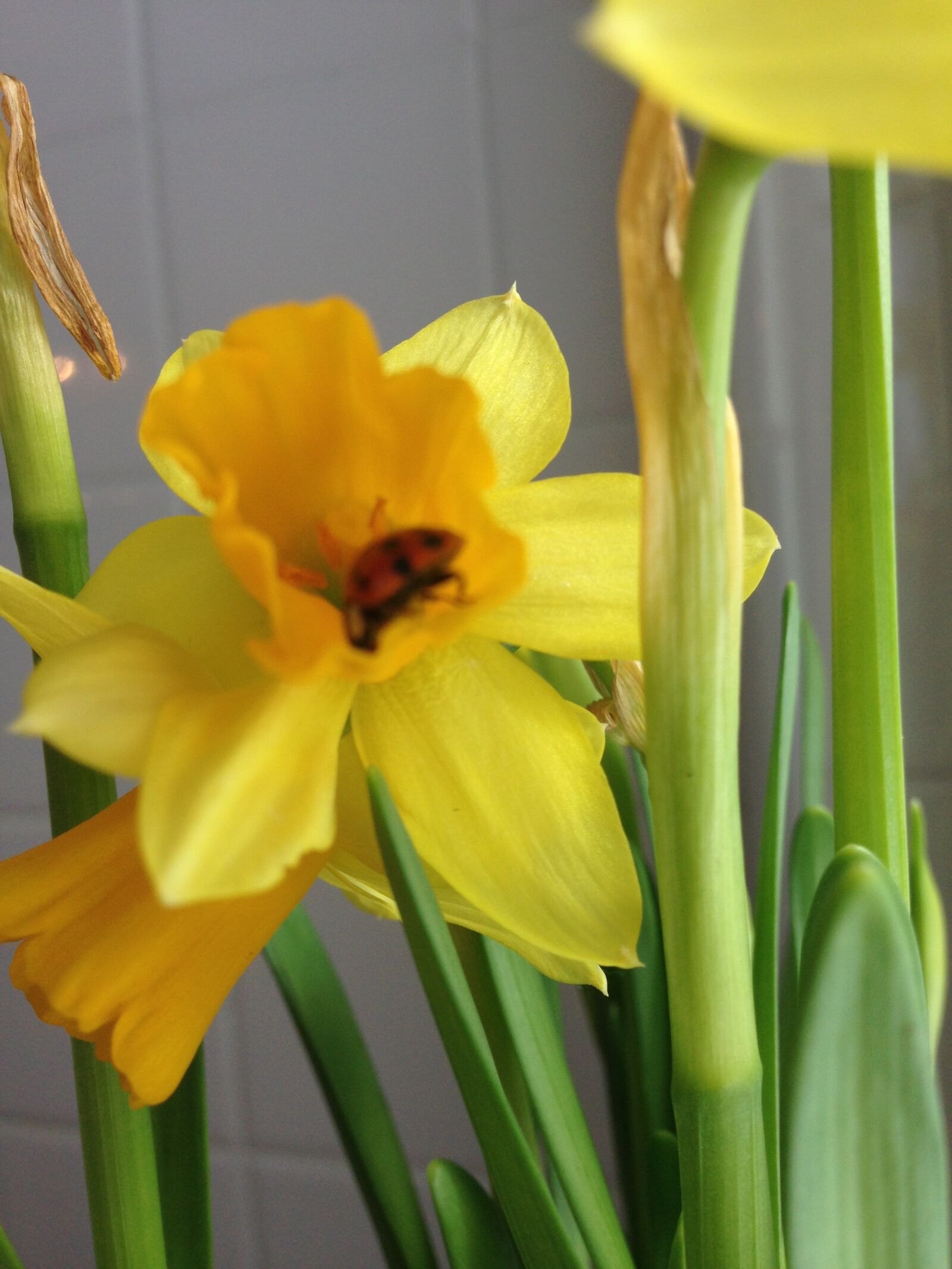 iPhone 5c back camera 4.12mm f/2.4 sample photo. Beetle, daffodil, daffodils, flower photography