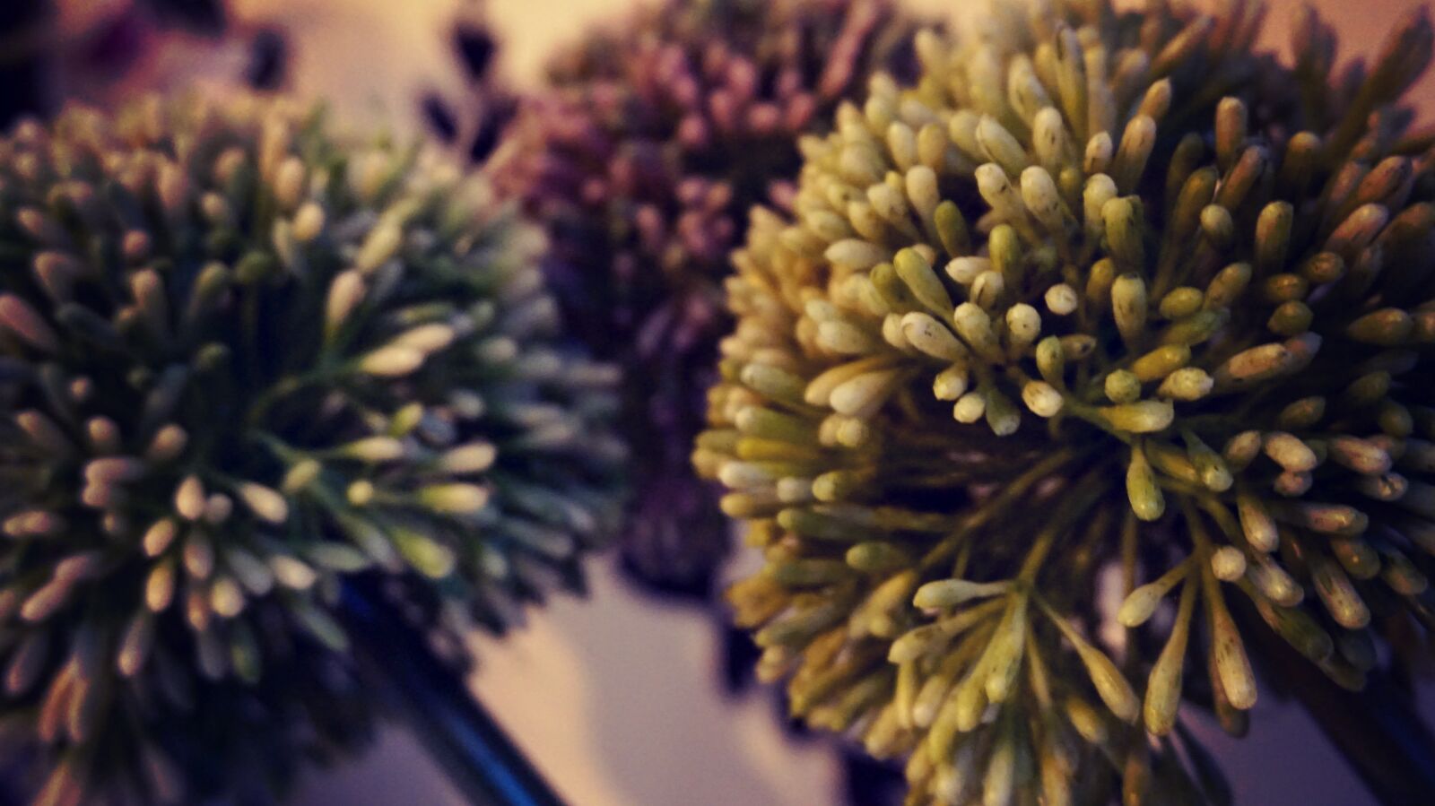 Sony Alpha a5000 (ILCE 5000) sample photo. Flower, nature, summer photography