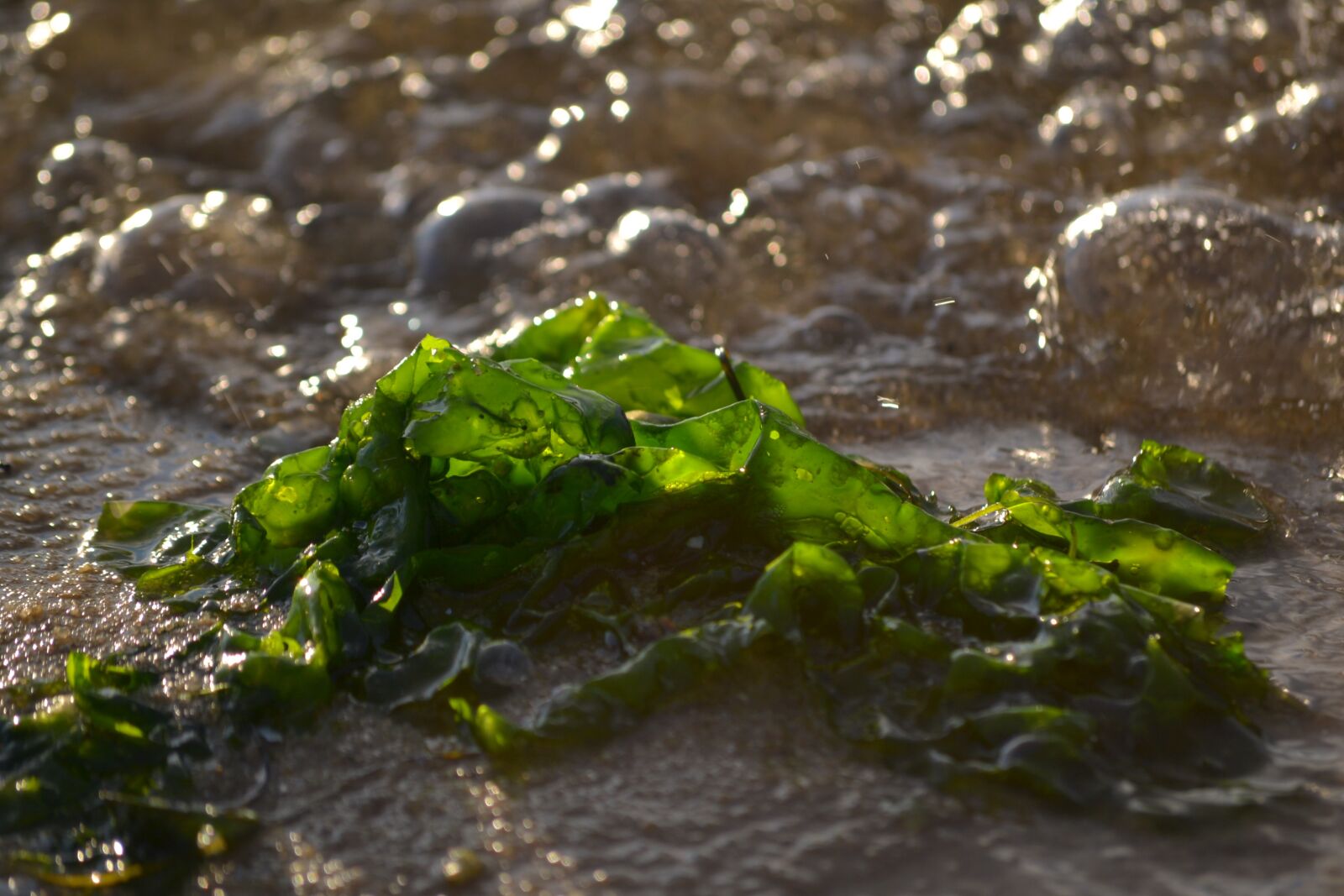 Nikon D3100 sample photo. Sea, water, sand photography