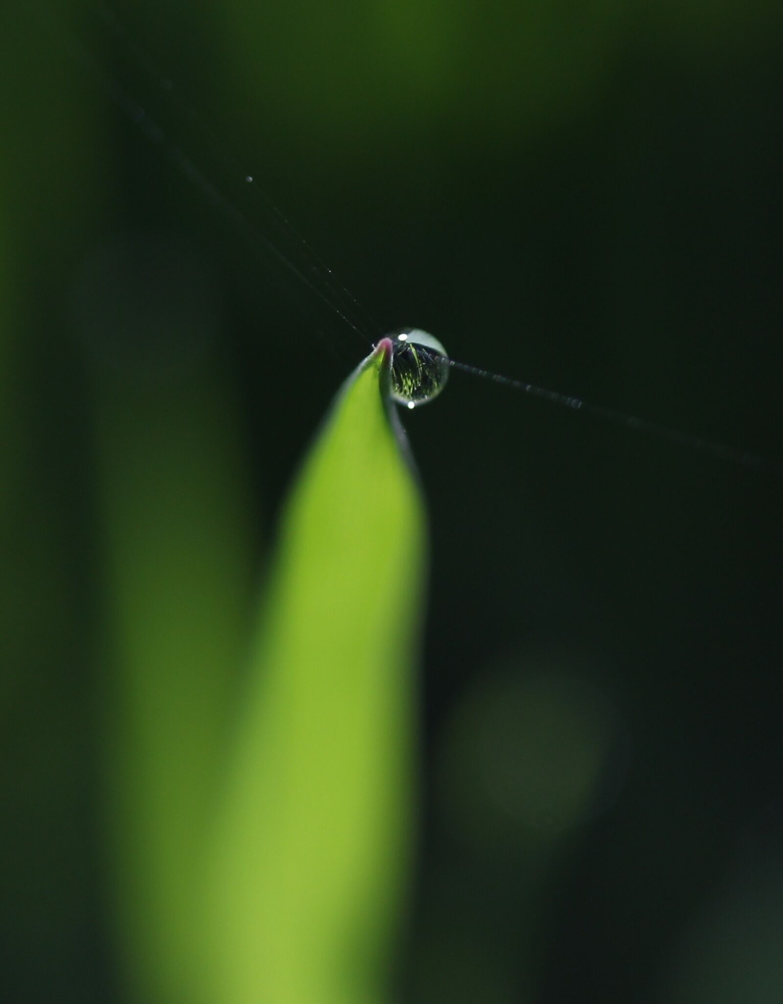 Canon EF-S 60mm F2.8 Macro USM sample photo. Grass, dew, green photography