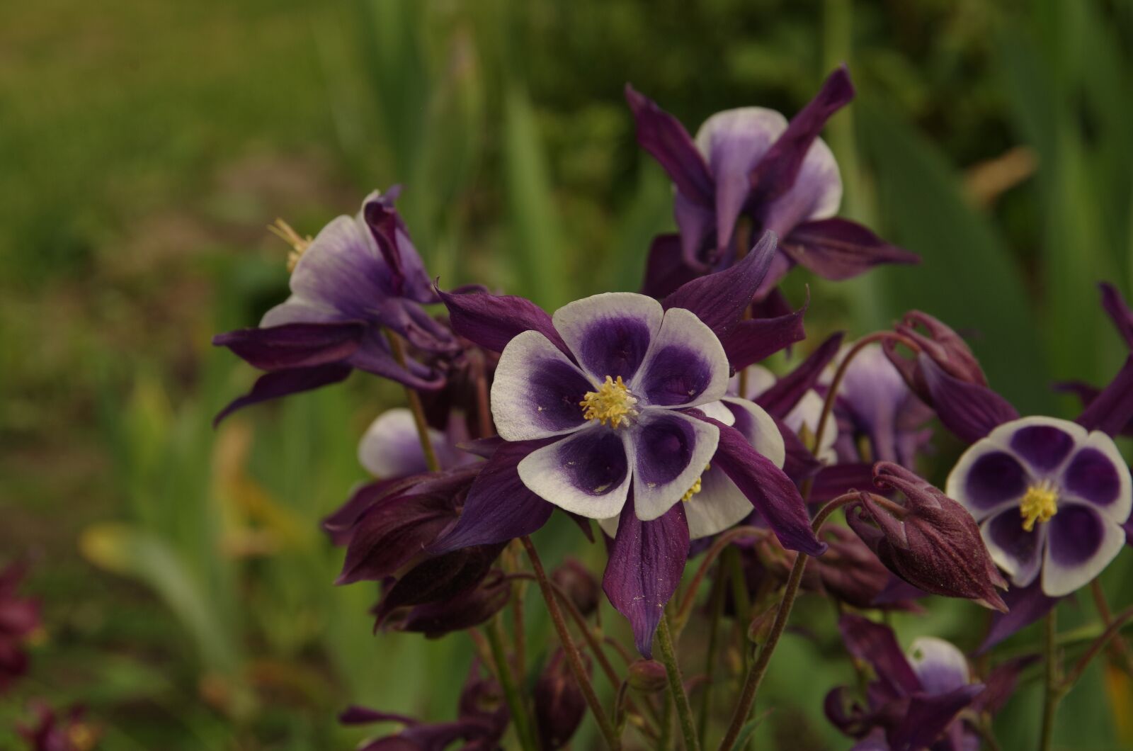 Pentax K-50 sample photo. Purple flowers, flower photography