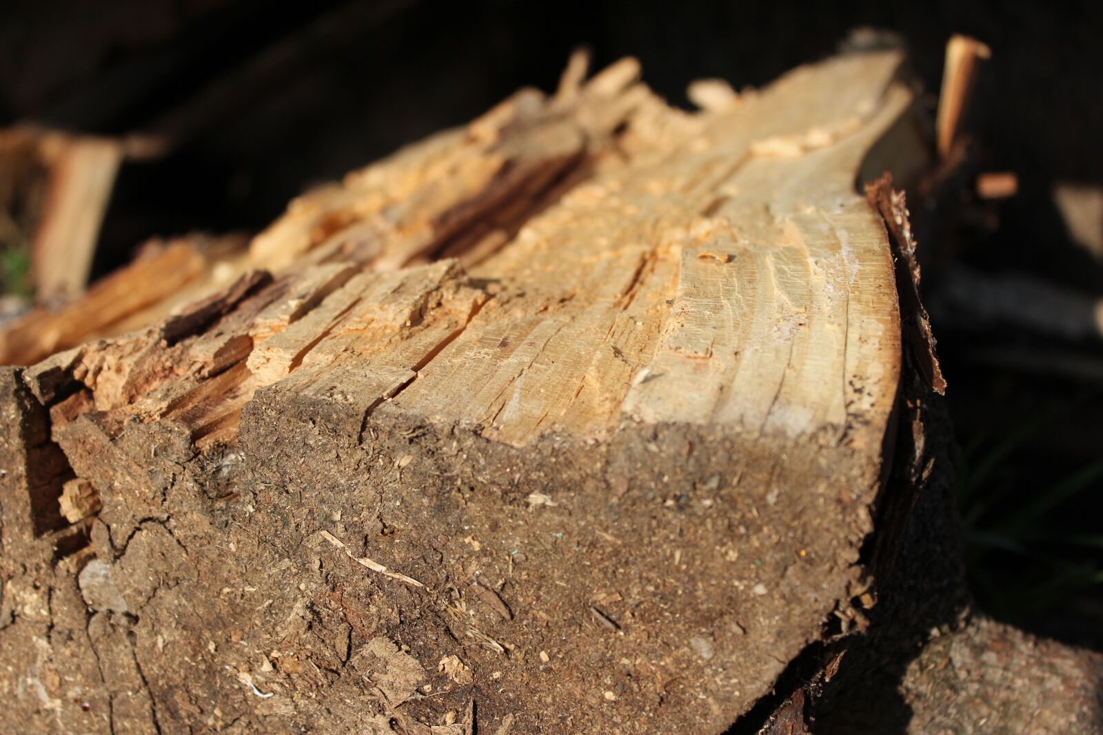 Canon EOS 600D (Rebel EOS T3i / EOS Kiss X5) sample photo. Lena, rural, trunks photography