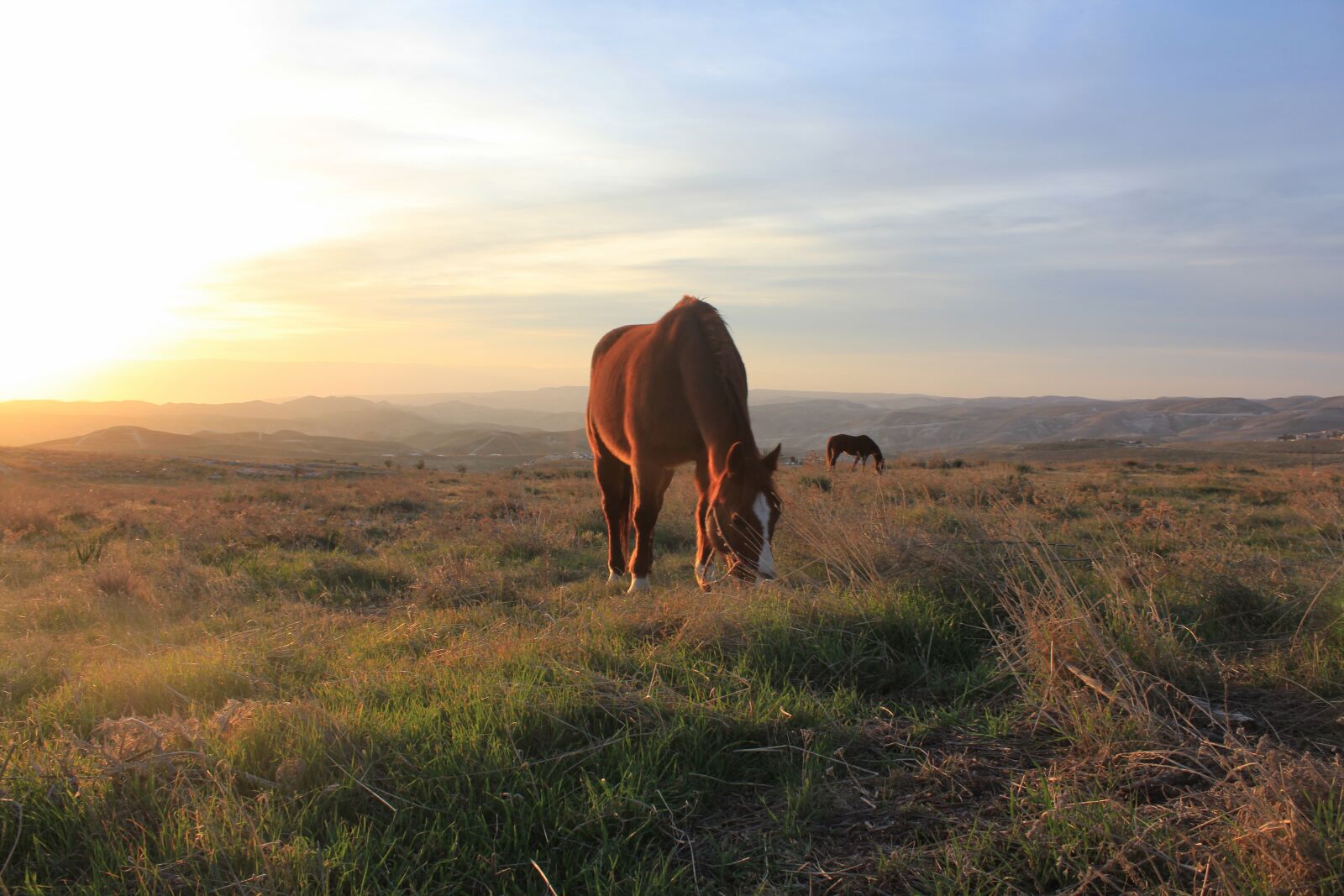 Canon EOS 550D (EOS Rebel T2i / EOS Kiss X4) sample photo. Horse, sunset, nature photography