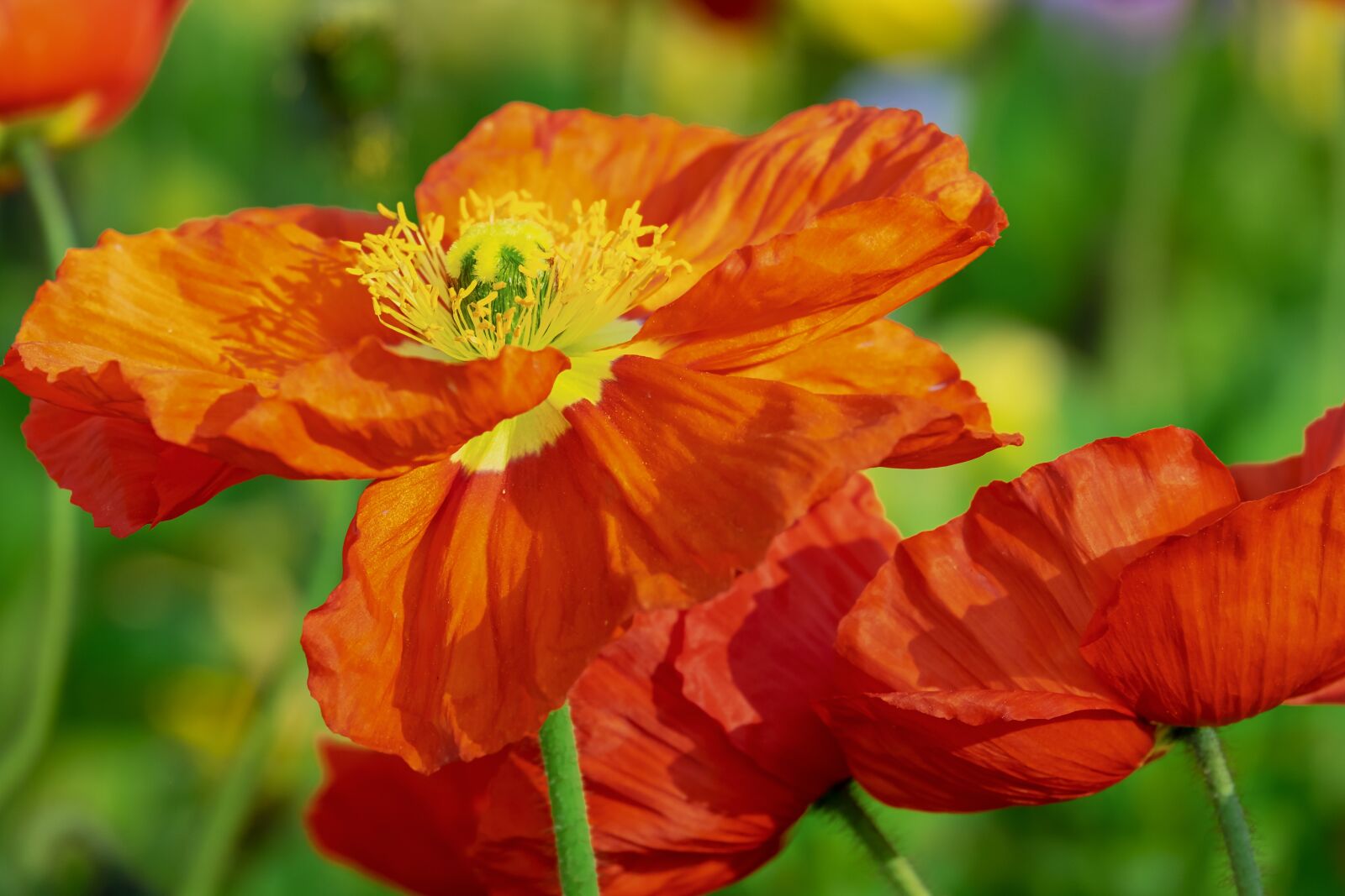 Fujifilm XF 55-200mm F3.5-4.8 R LM OIS sample photo. Poppy, flower, klatschmohn photography