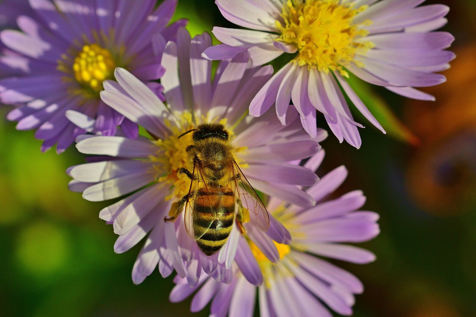 Nikon D5200 sample photo. Autumn, aster, bee photography
