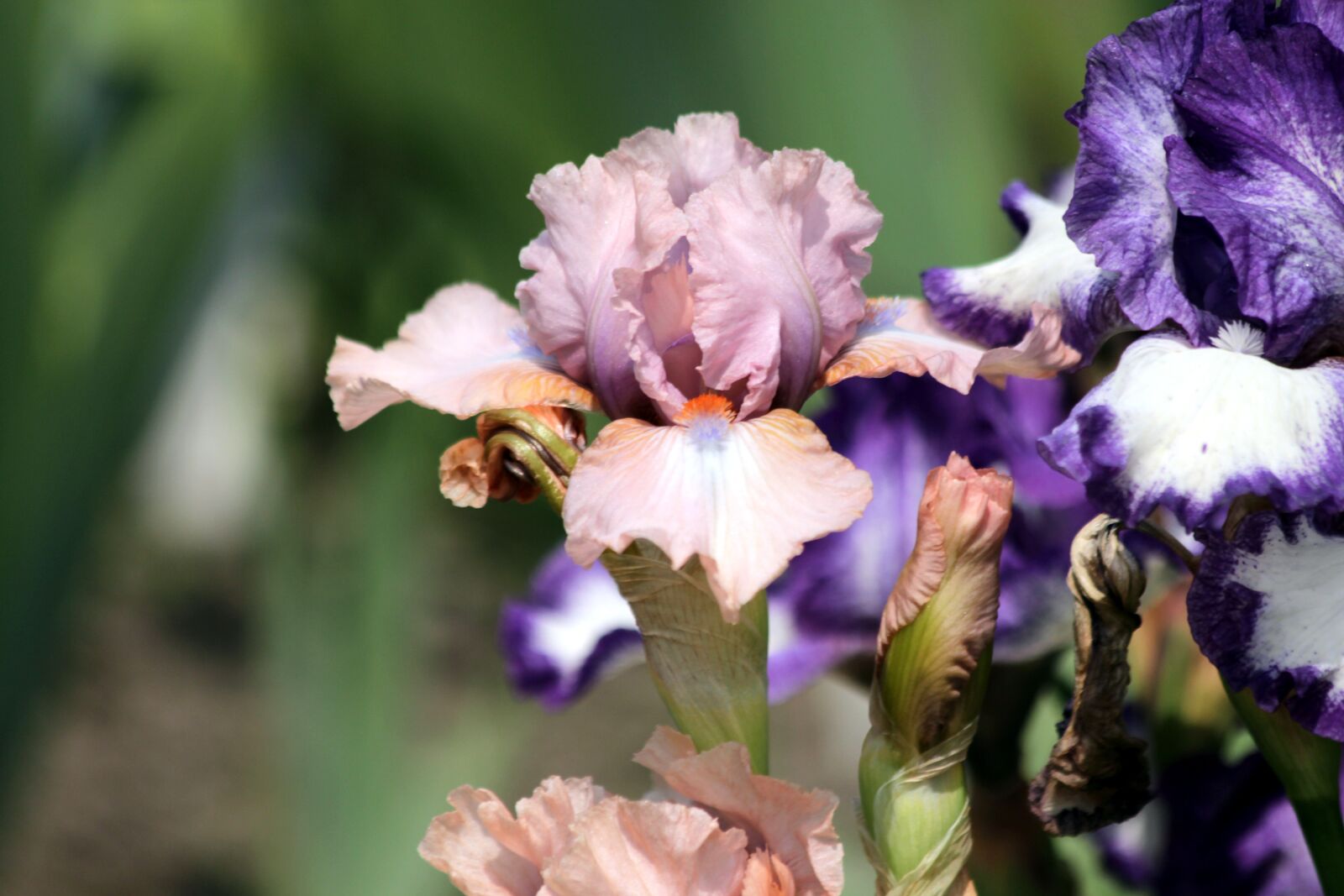 Canon EOS 650D (EOS Rebel T4i / EOS Kiss X6i) sample photo. Iris, flower, garden flowers photography