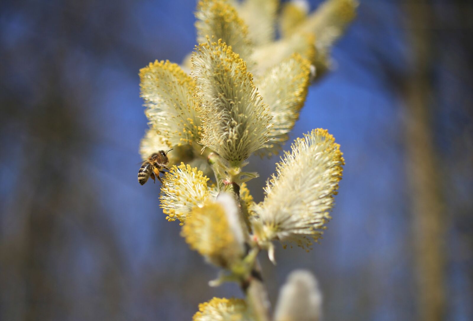 Canon EOS 7D sample photo. Spring, wasp, bee photography