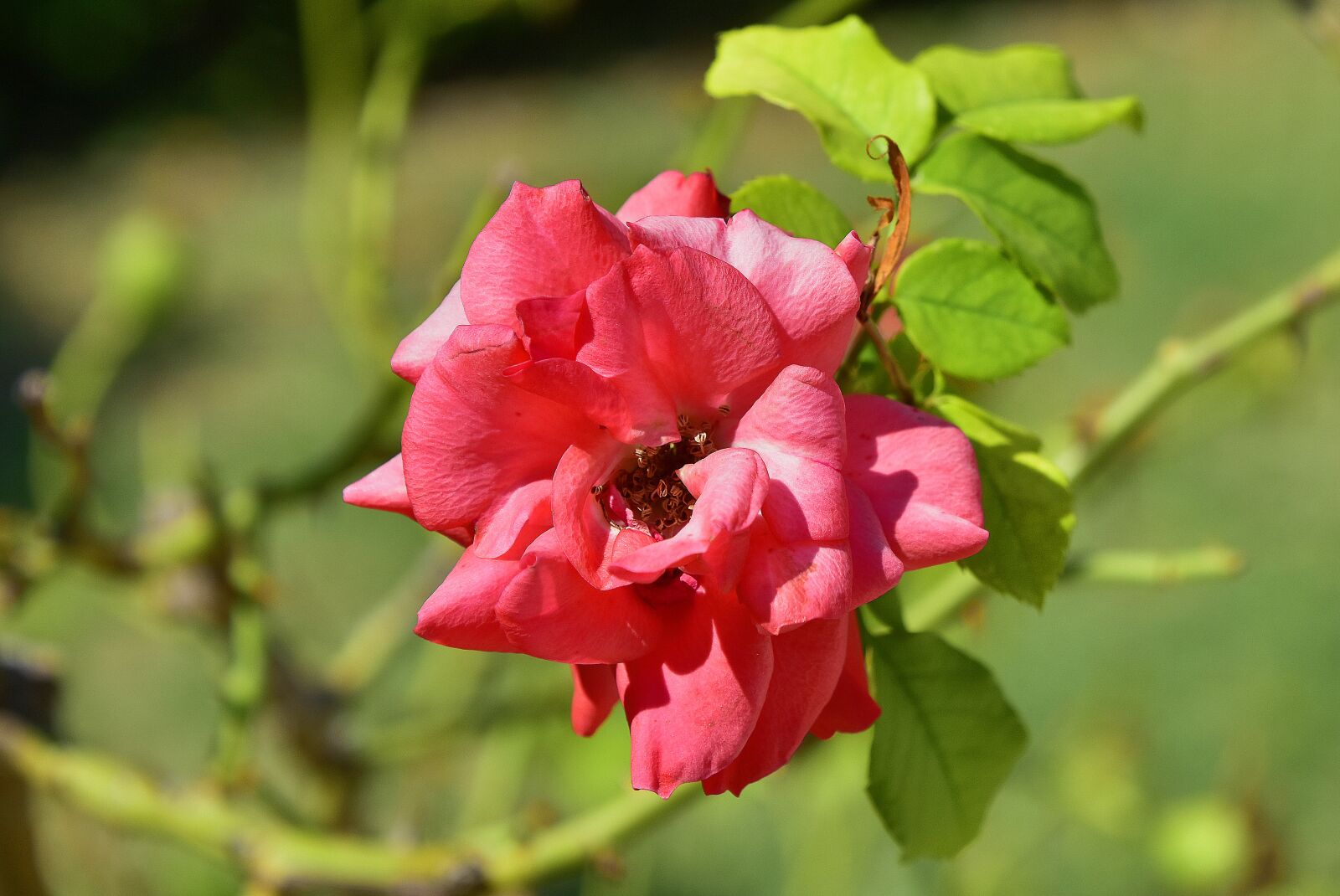 Nikon D7200 sample photo. Flowers, garden, plant photography