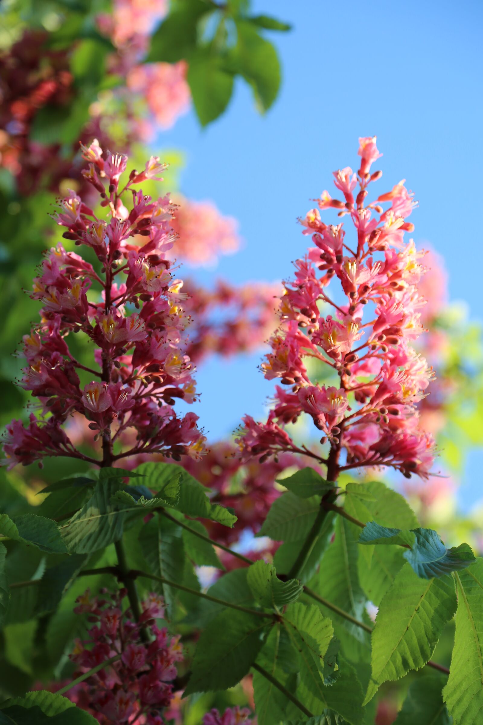 Canon EF 24-105mm F4L IS USM sample photo. Nature, flower, plant photography