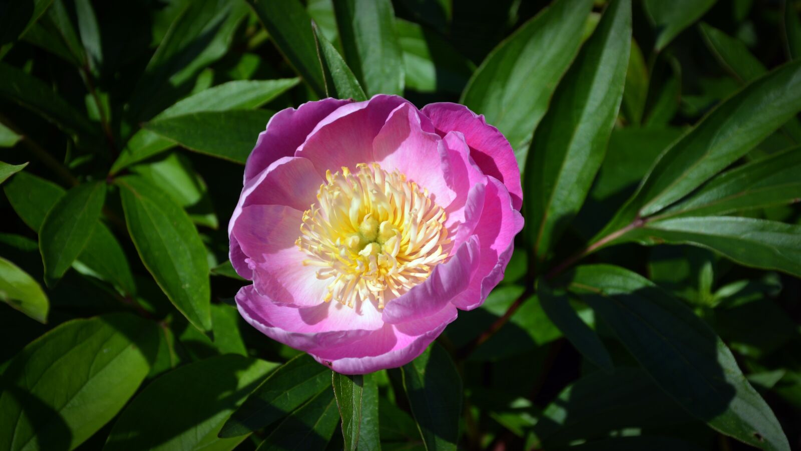 Nikon D5200 sample photo. Blossom, bloom, flower photography