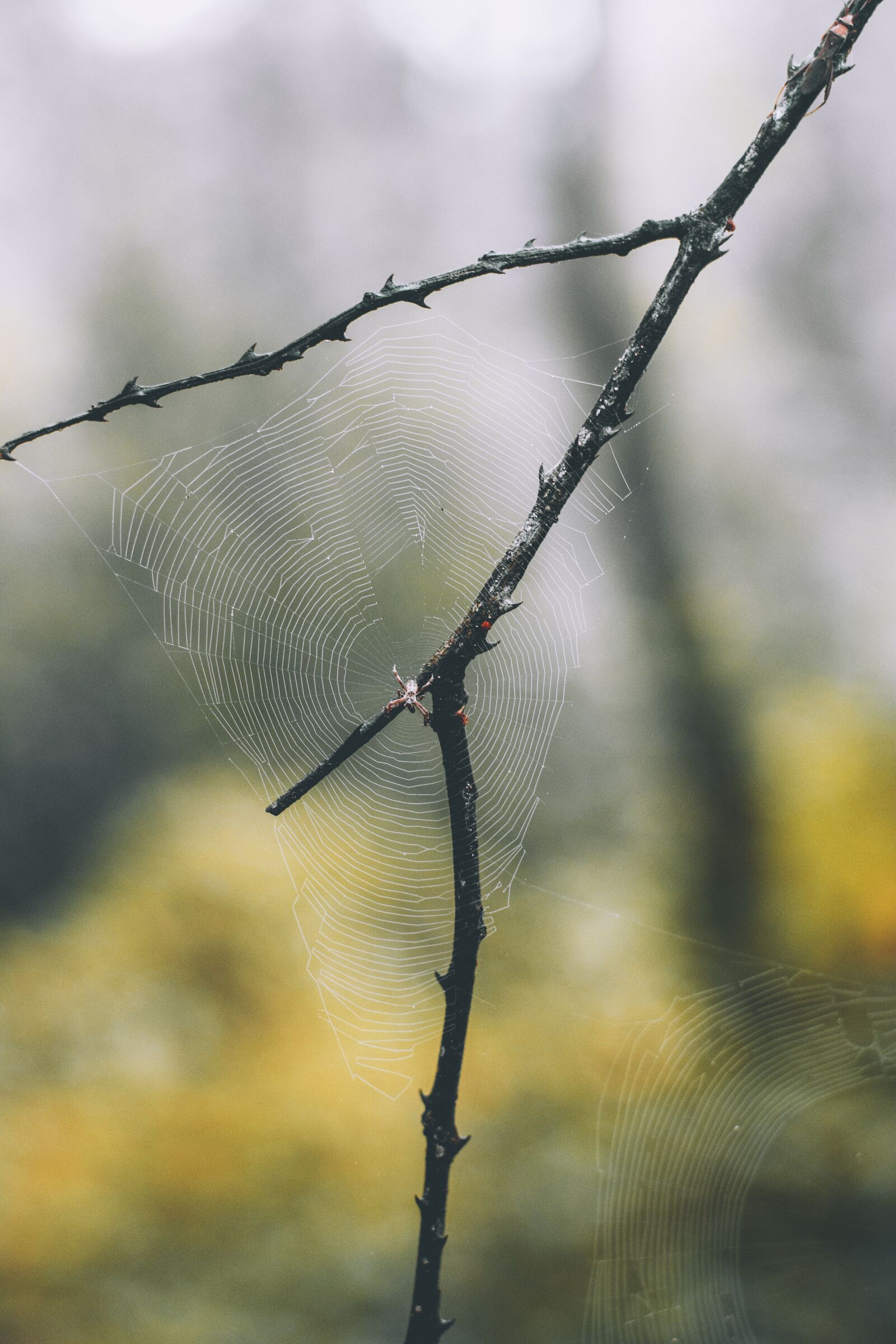 Nikon D7200 sample photo. Nature, pa, thailand photography