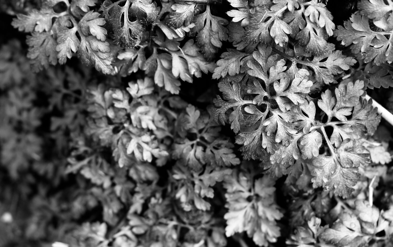 Canon EOS 700D (EOS Rebel T5i / EOS Kiss X7i) sample photo. Monochrome, black white, b photography