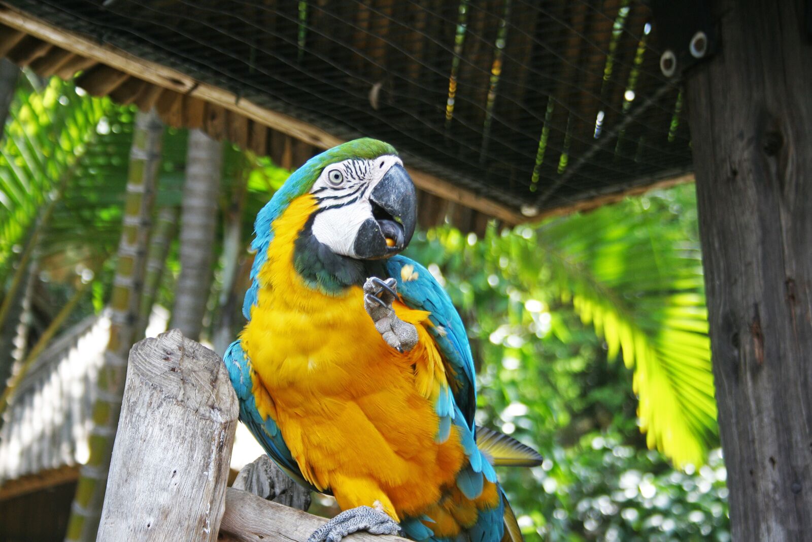 Canon EOS 400D (EOS Digital Rebel XTi / EOS Kiss Digital X) sample photo. Macaw parrot, parrot, bird photography