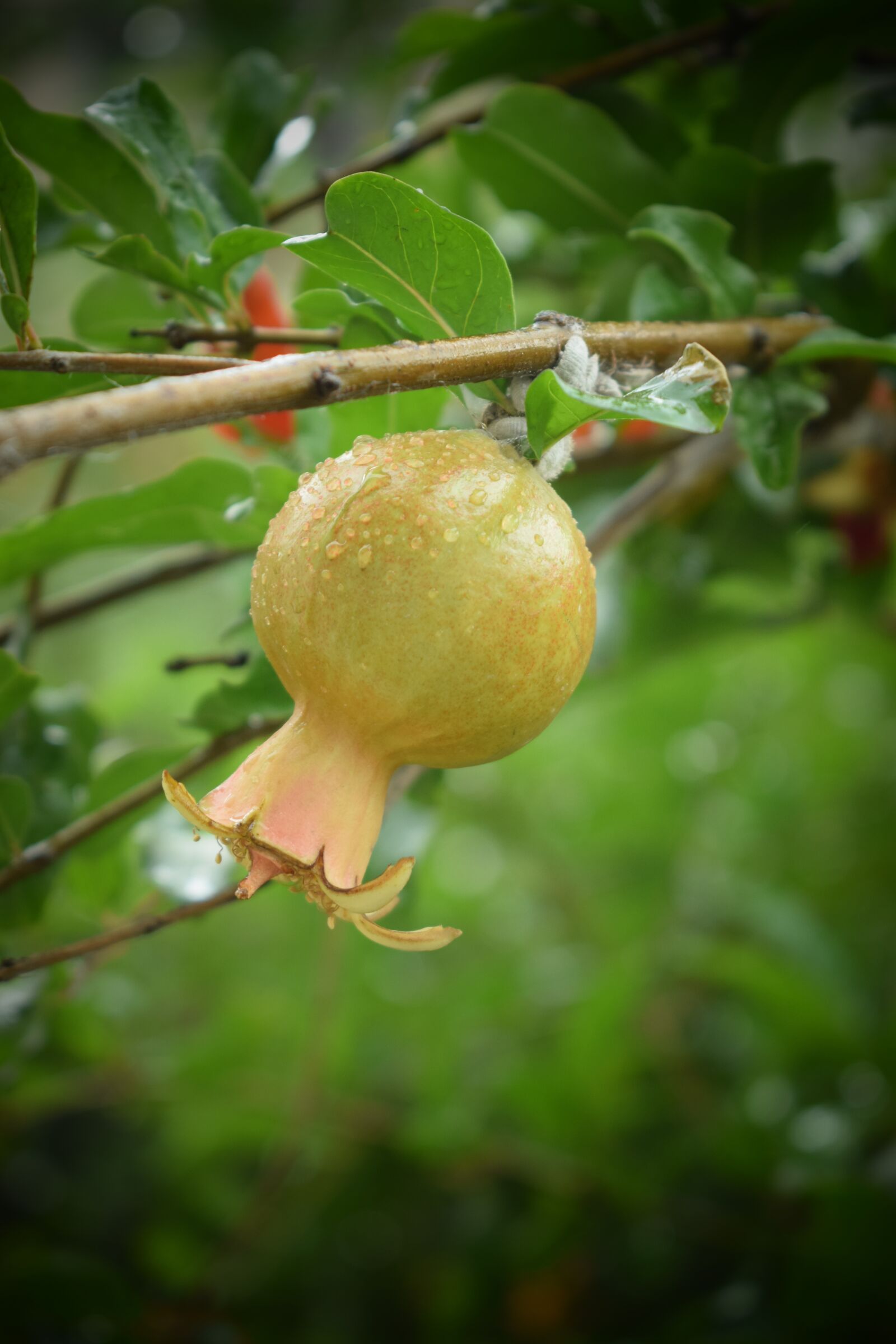 Nikon D5300 sample photo. Rain, fruit, wet photography