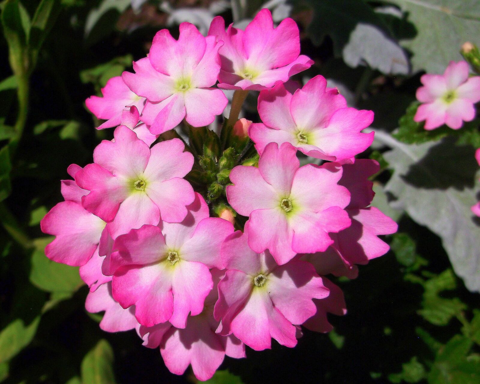 Fujifilm FinePix AX300 sample photo. Pink flower, blossom, flowers photography