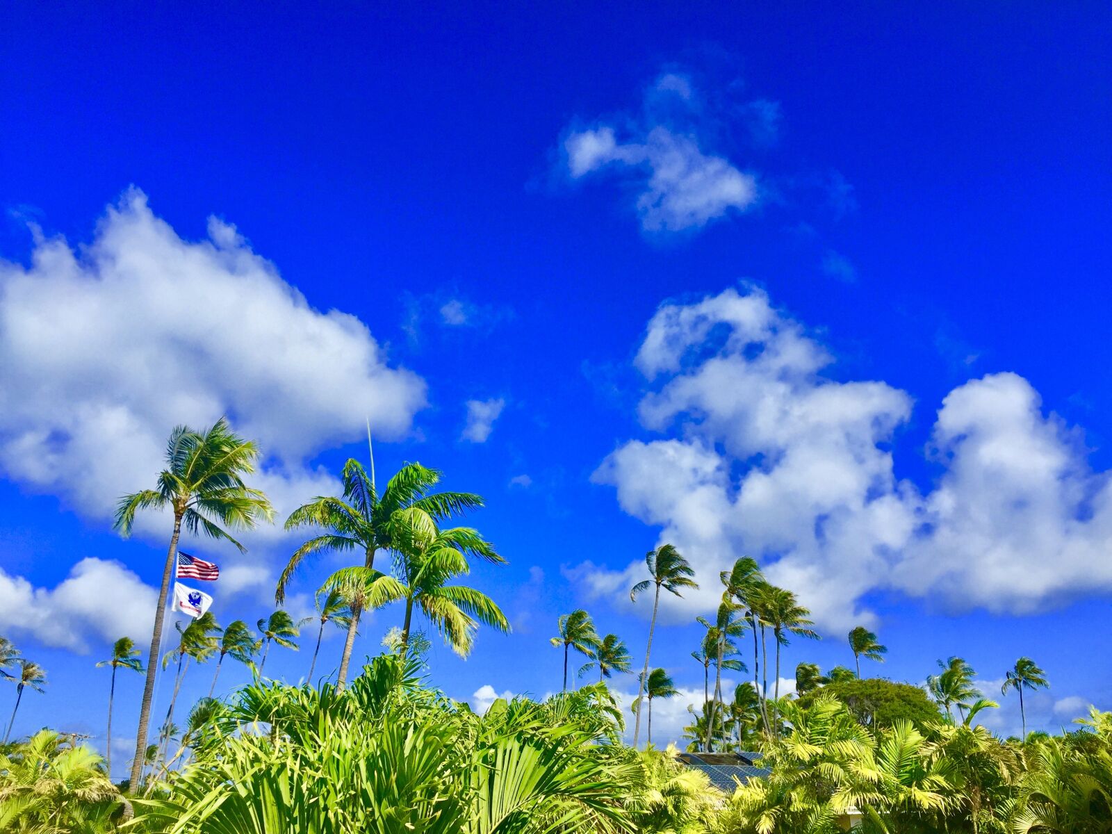iPhone 6 Plus back camera 4.15mm f/2.2 sample photo. Hawaii, aloha, palmtree photography