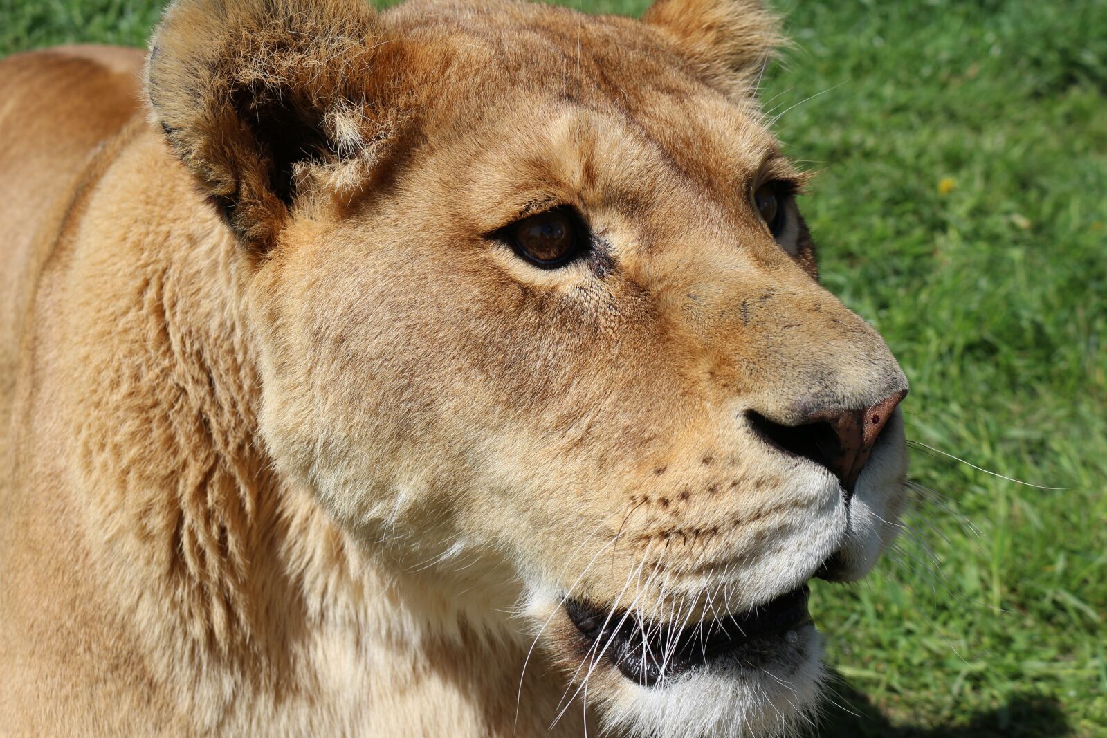Canon EOS 100D (EOS Rebel SL1 / EOS Kiss X7) + Canon EF-S 18-55mm F3.5-5.6 IS STM sample photo. Lion, lioness, zoo photography