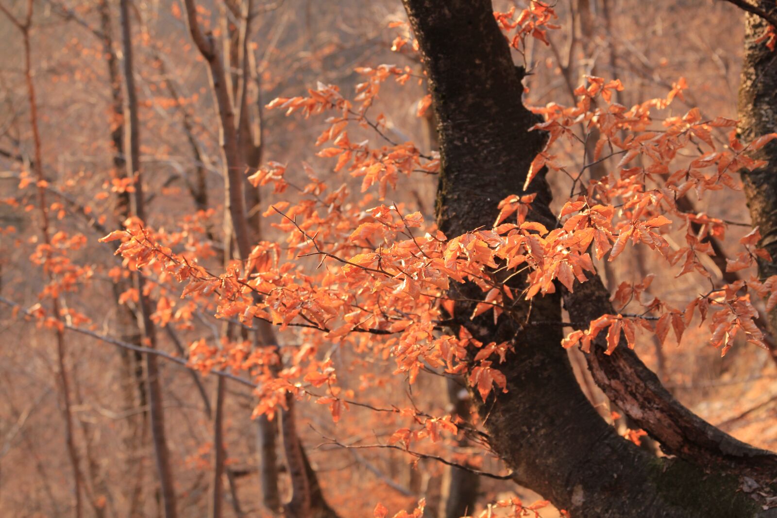 Canon EOS 60D sample photo. Autumn, leaves, orange photography