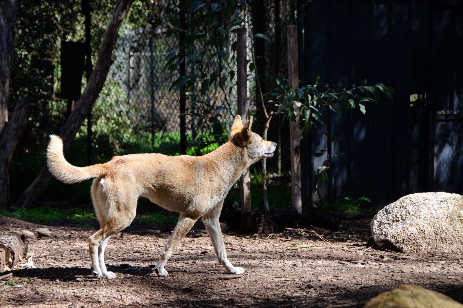 Nikon D5100 sample photo. Dingo, australian, mammal photography