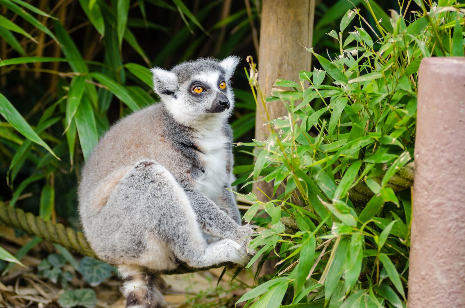 Nikon D7000 sample photo. Lemur, madagascar, primate photography