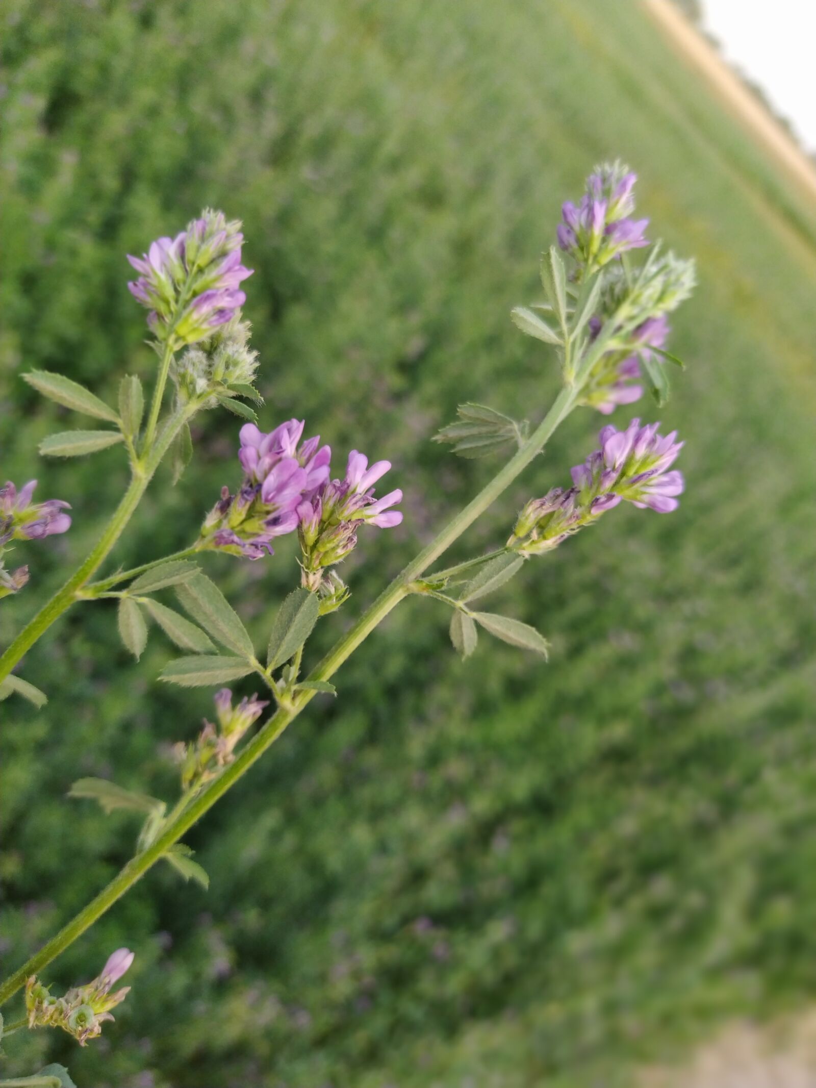 Xiaomi Redmi Note 8 sample photo. Flower, lucerne, greenery photography
