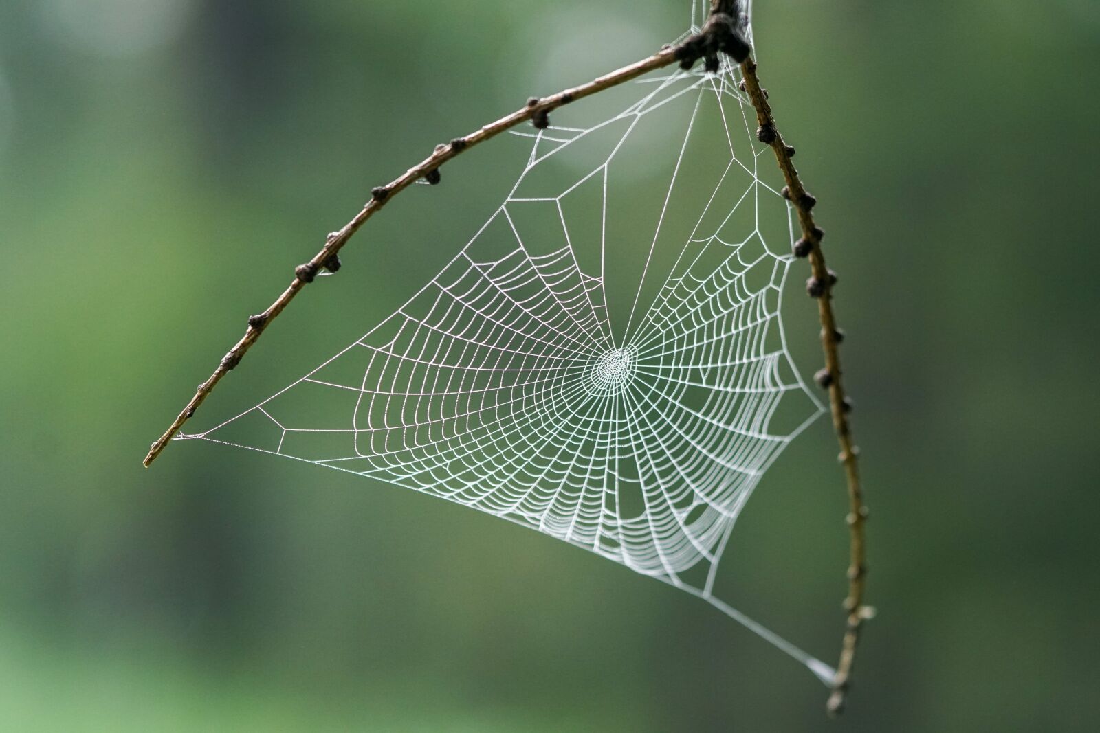 Sony a6500 sample photo. Web, spider, nature photography