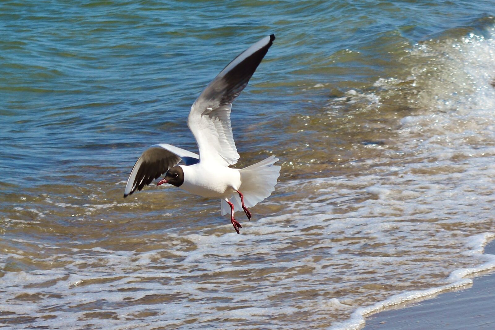 Nikon D5200 sample photo. Baltic sea, seagull, water photography