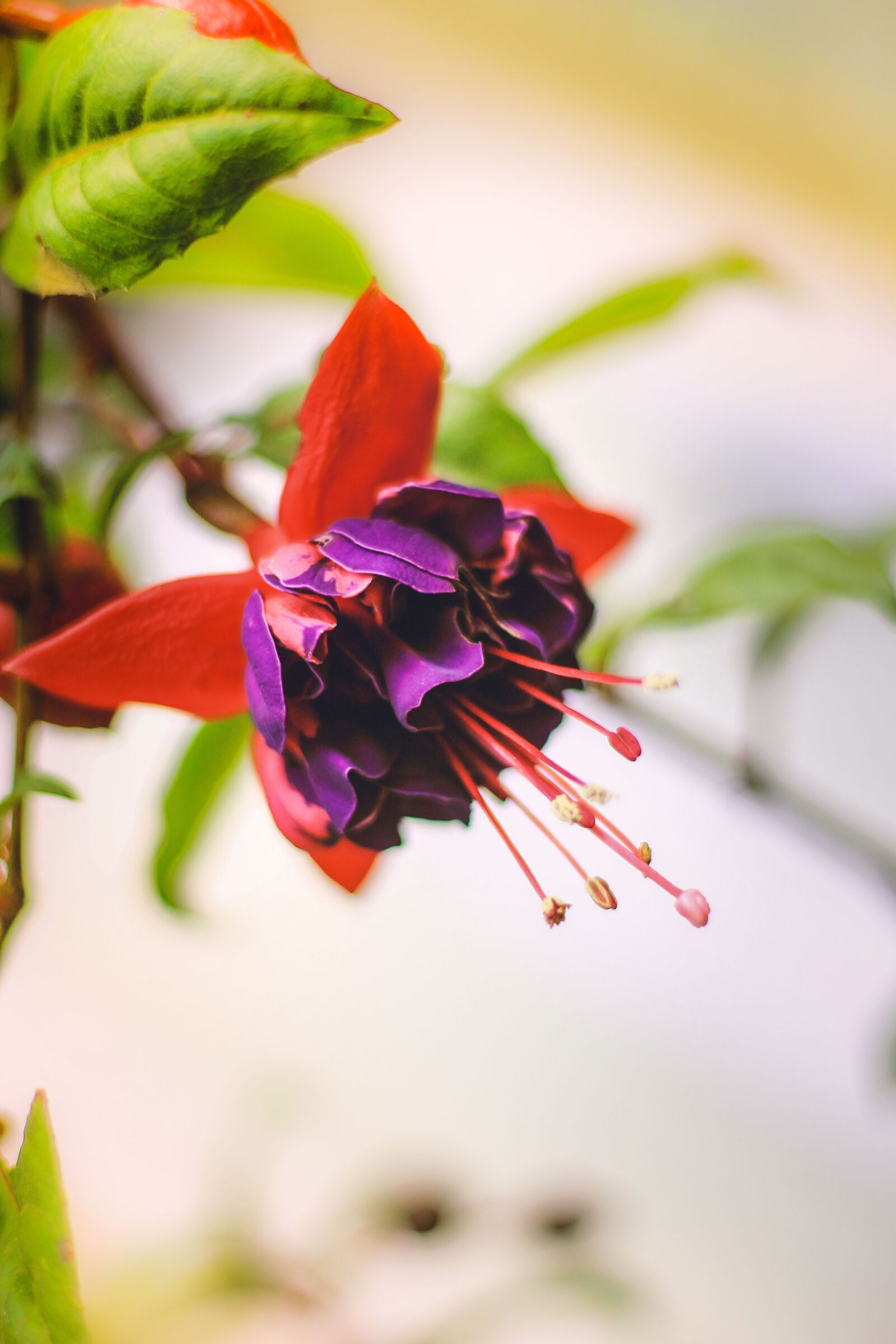 Canon EOS 700D (EOS Rebel T5i / EOS Kiss X7i) + Canon EF 50mm F1.8 STM sample photo. Flower, nature, plant photography