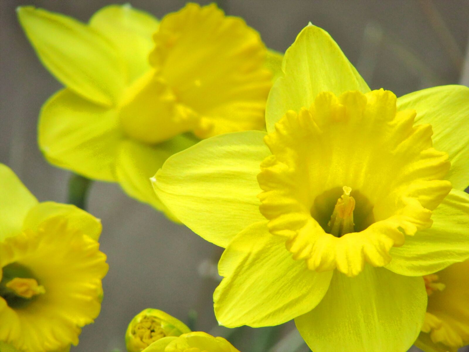 Canon PowerShot SX500 IS sample photo. Daffodils, daffodil, spring photography