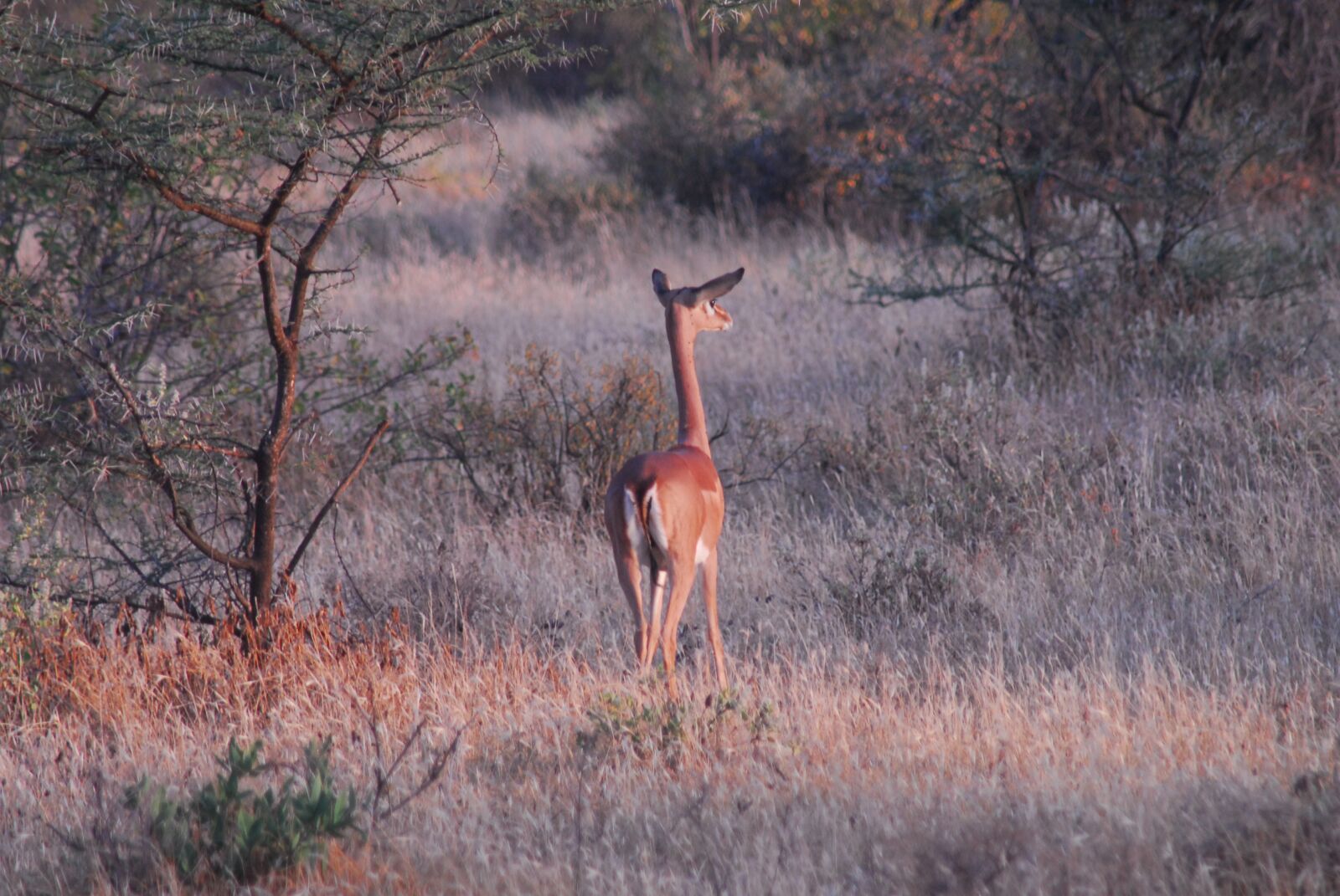 Nikon D200 sample photo. Gerenuk, antelope, samburu photography