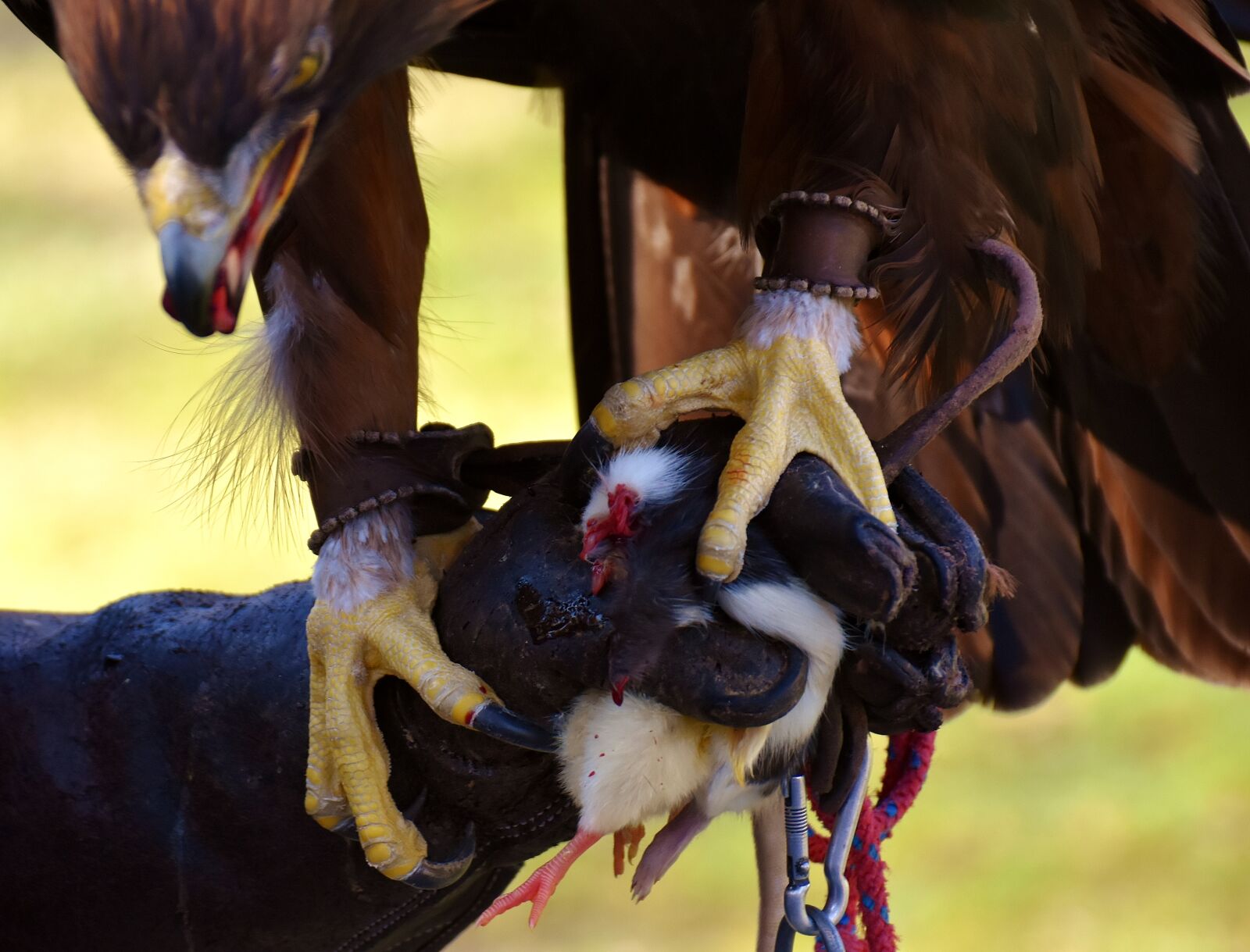 Nikon D7200 sample photo. Adler, raptor, prey photography