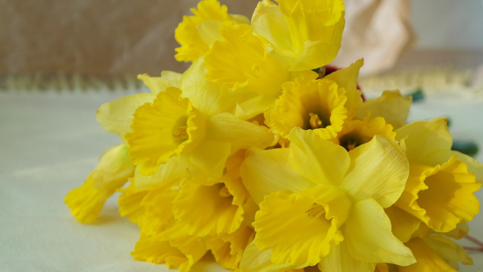 Samsung NX20 sample photo. Narcissus, nature, daffodil photography