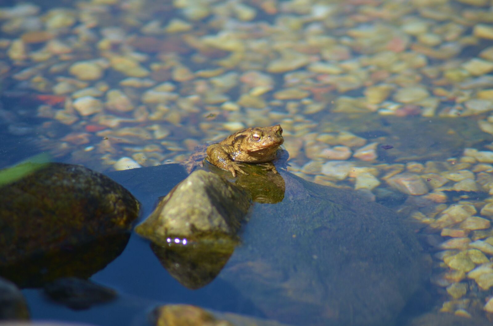 Nikon D5100 sample photo. Frog, green, nature photography