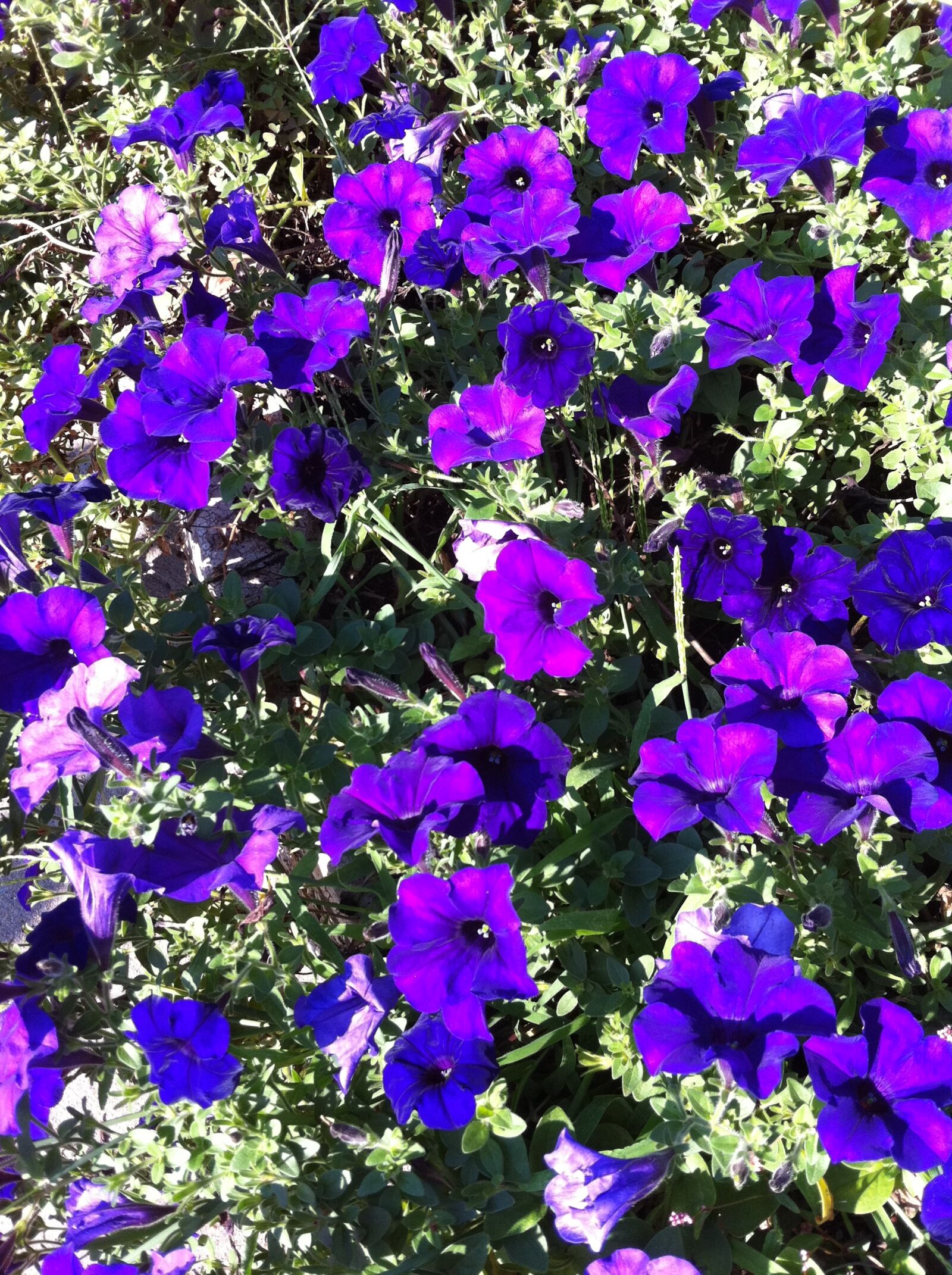 Apple iPhone 4 sample photo