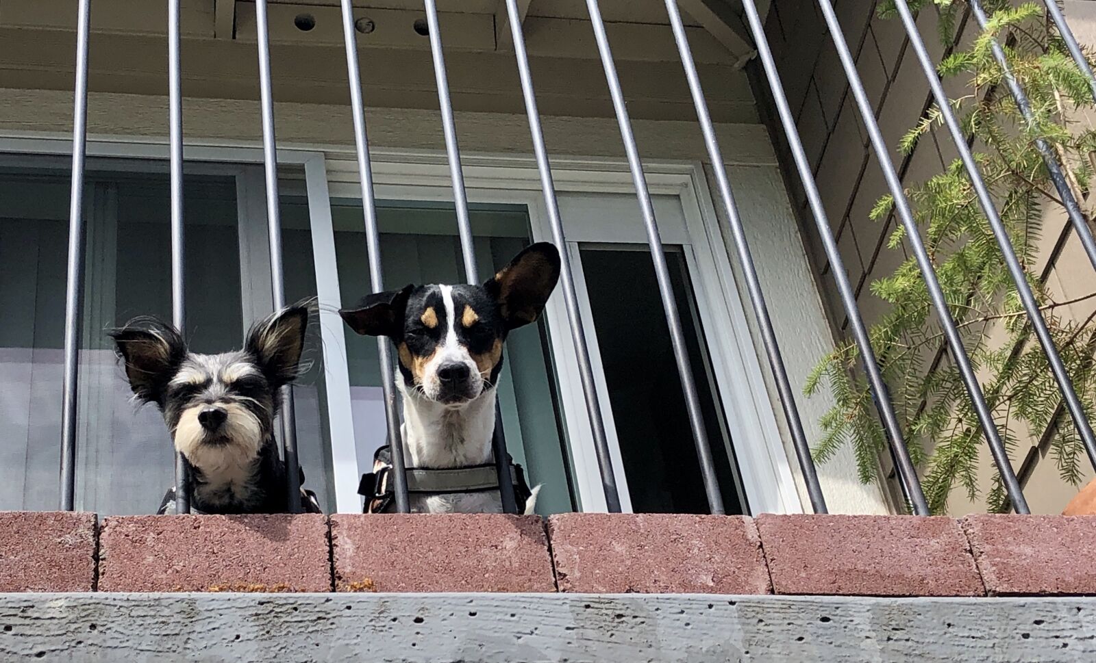 iPhone 8 Plus back dual camera 3.99mm f/1.8 sample photo. Dogs, balcony, cute photography