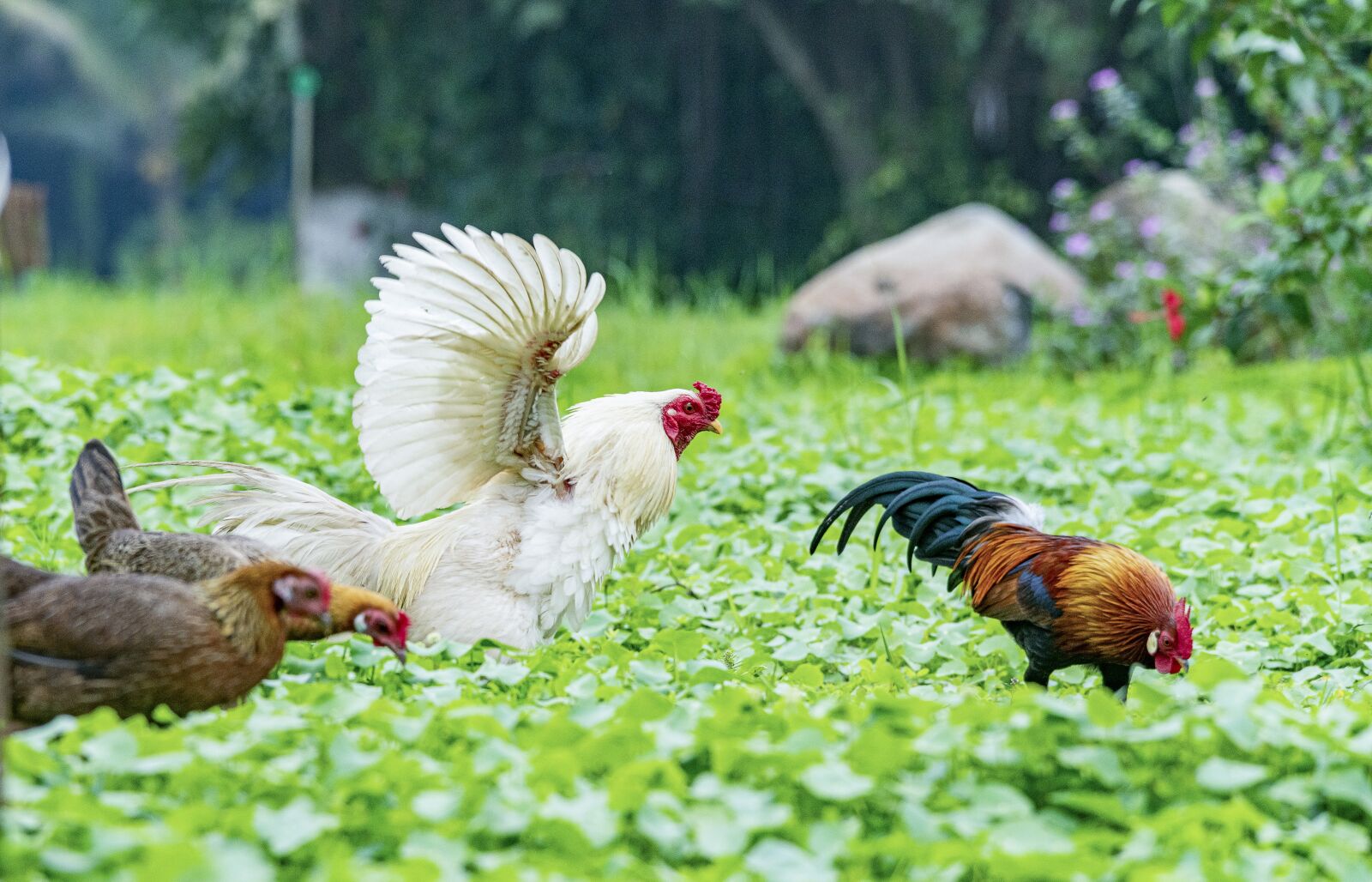 Nikon D810 sample photo. Chicken, rico, delicious photography